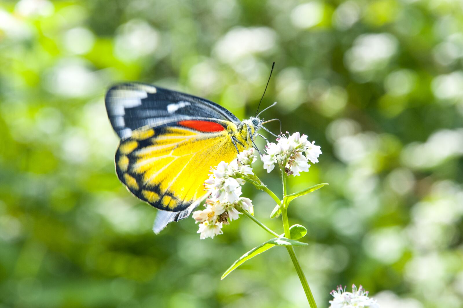 Nikon D300 sample photo. Butterfly, flower, blossom photography