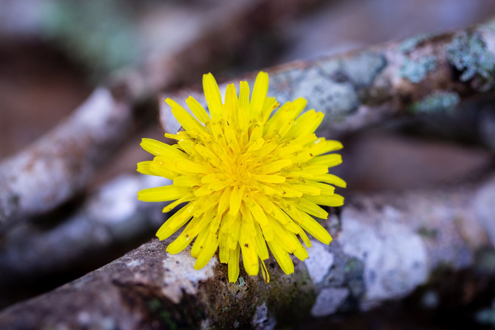 Canon EOS 6D + Canon EF 100mm F2.8L Macro IS USM sample photo. Branch, dandelion, yellow photography
