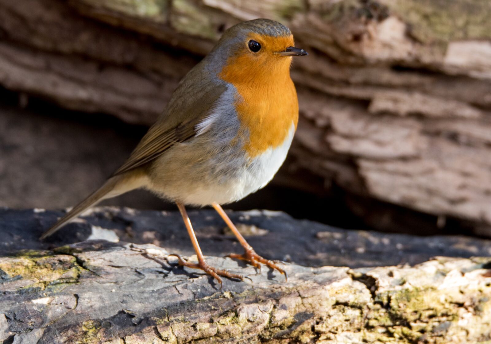 Canon EOS 6D Mark II sample photo. Robin, songbird, feather photography