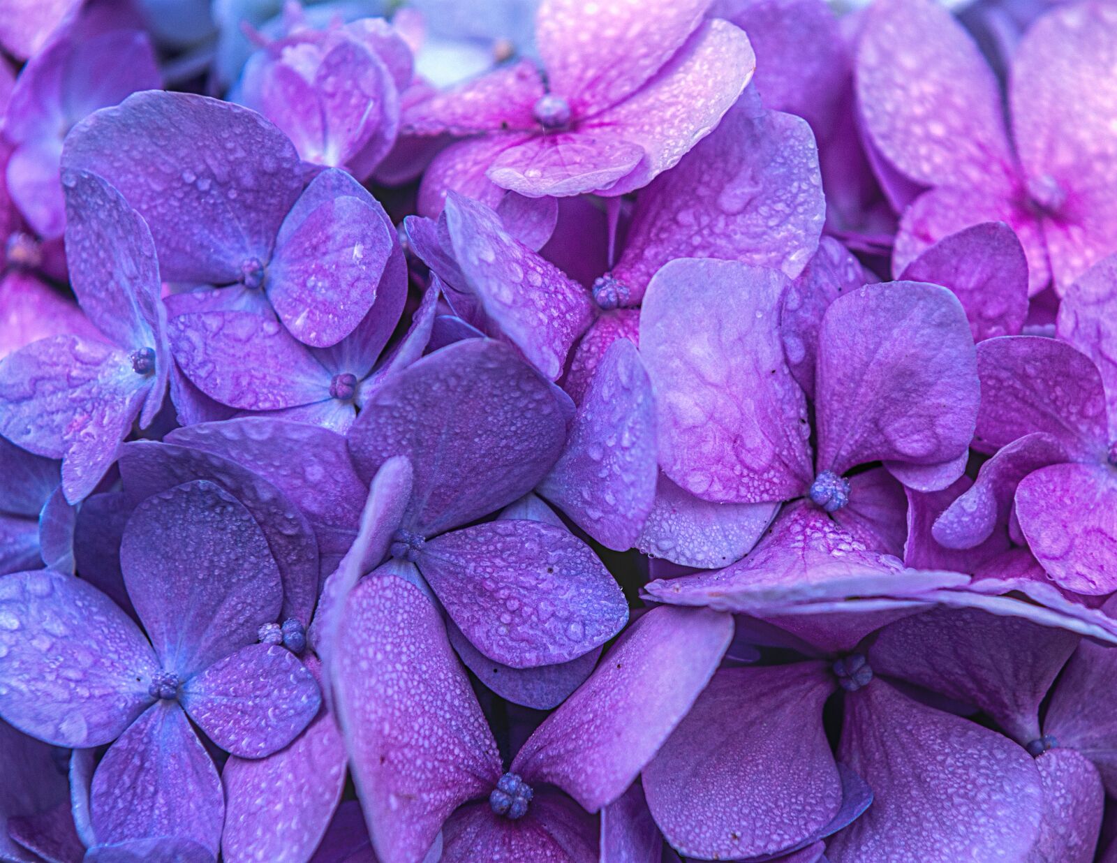 Nikon D300 sample photo. Flower, summer, plant photography