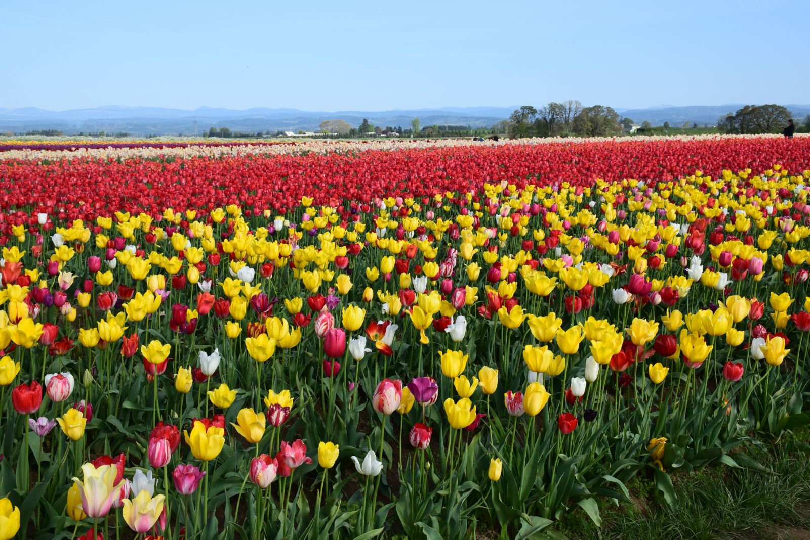Nikon D5300 sample photo. Flowers, tulips, garden photography