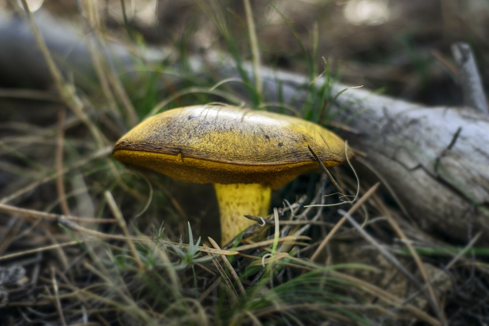 Nikon D3300 sample photo. Mushroom, forest, autumn photography