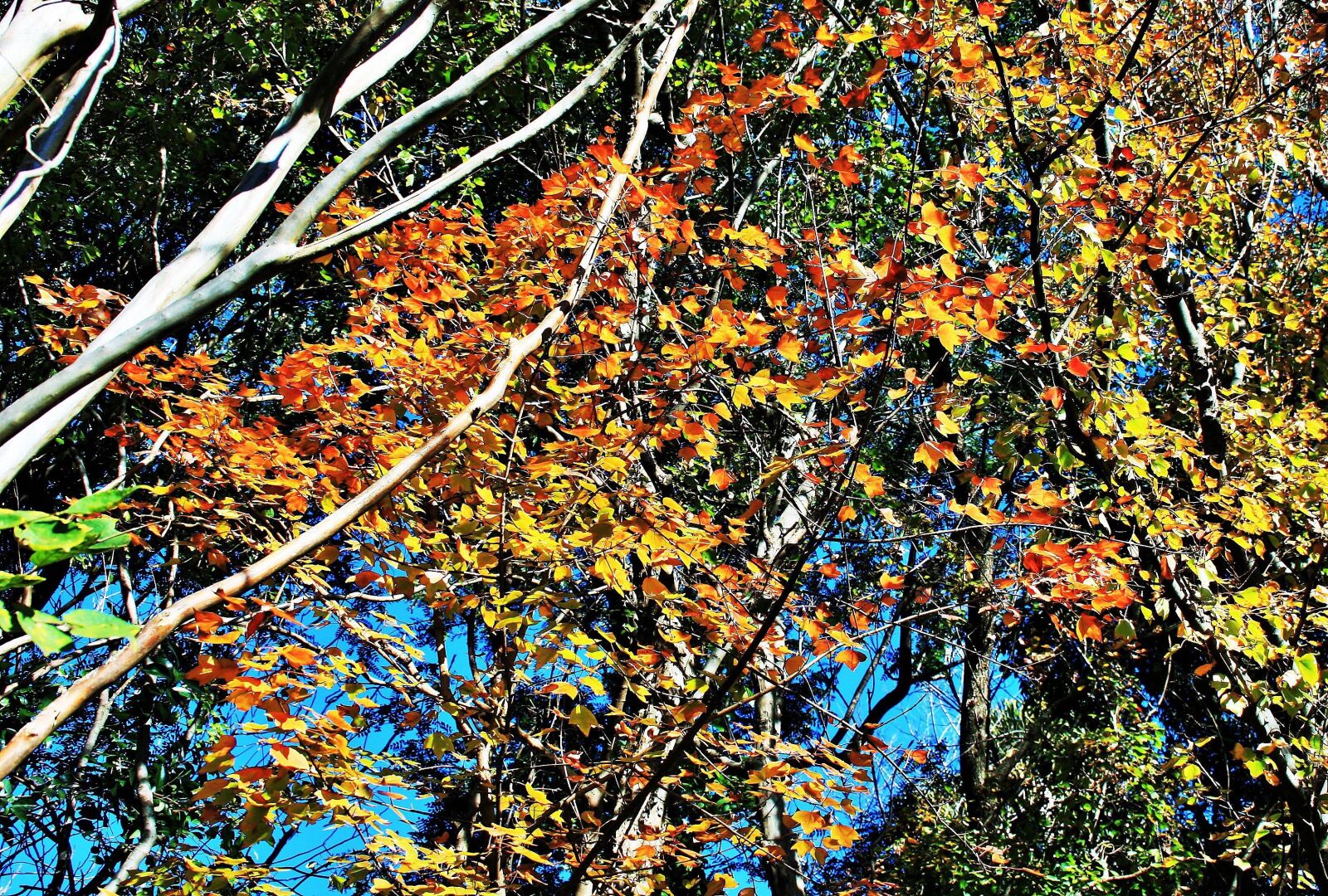 Canon EOS 400D (EOS Digital Rebel XTi / EOS Kiss Digital X) sample photo. Autumn, branches, tree photography