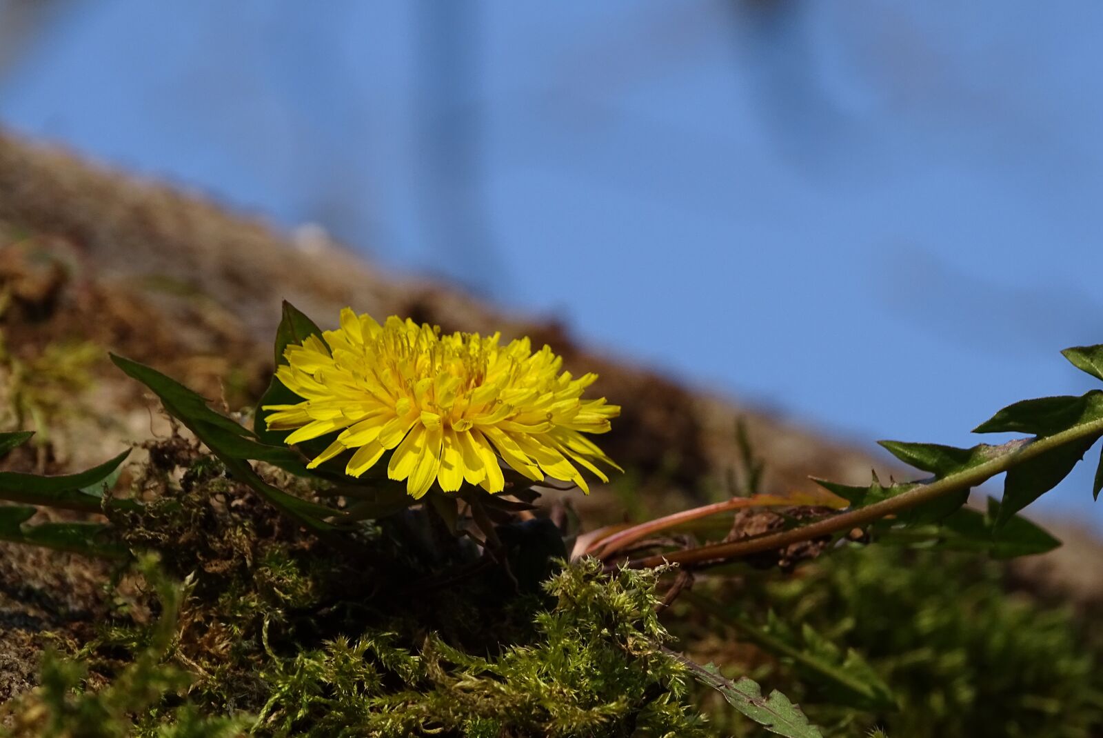 Sony Cyber-shot DSC-HX400V sample photo. Dandelion, close up, macro photography