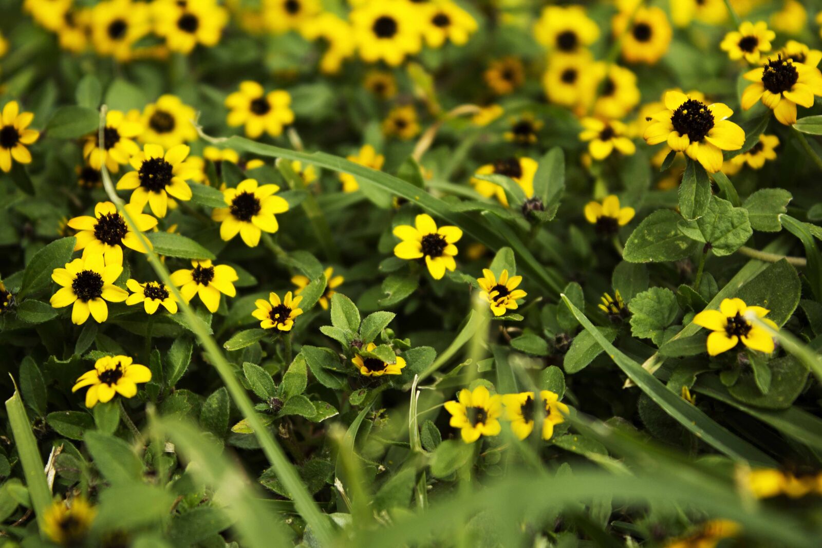Canon EOS 600D (Rebel EOS T3i / EOS Kiss X5) sample photo. Beautiful, flowers, bunch, of photography