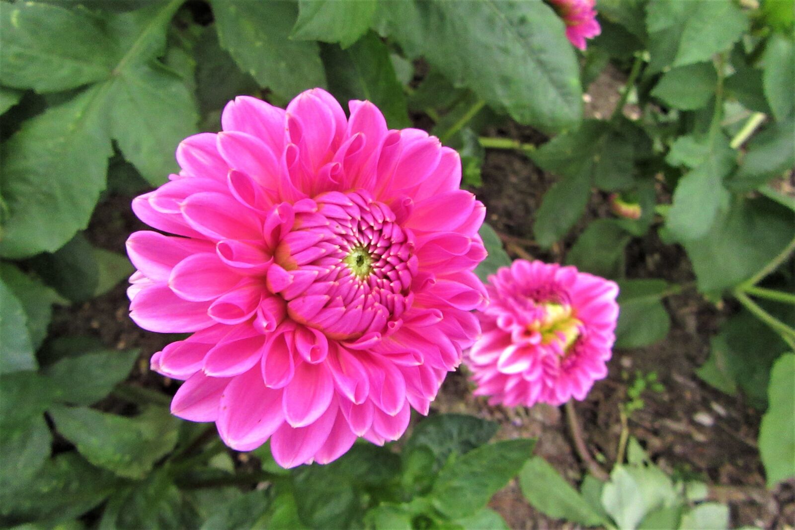 Canon PowerShot SX610 HS sample photo. Pink, flower, summer photography