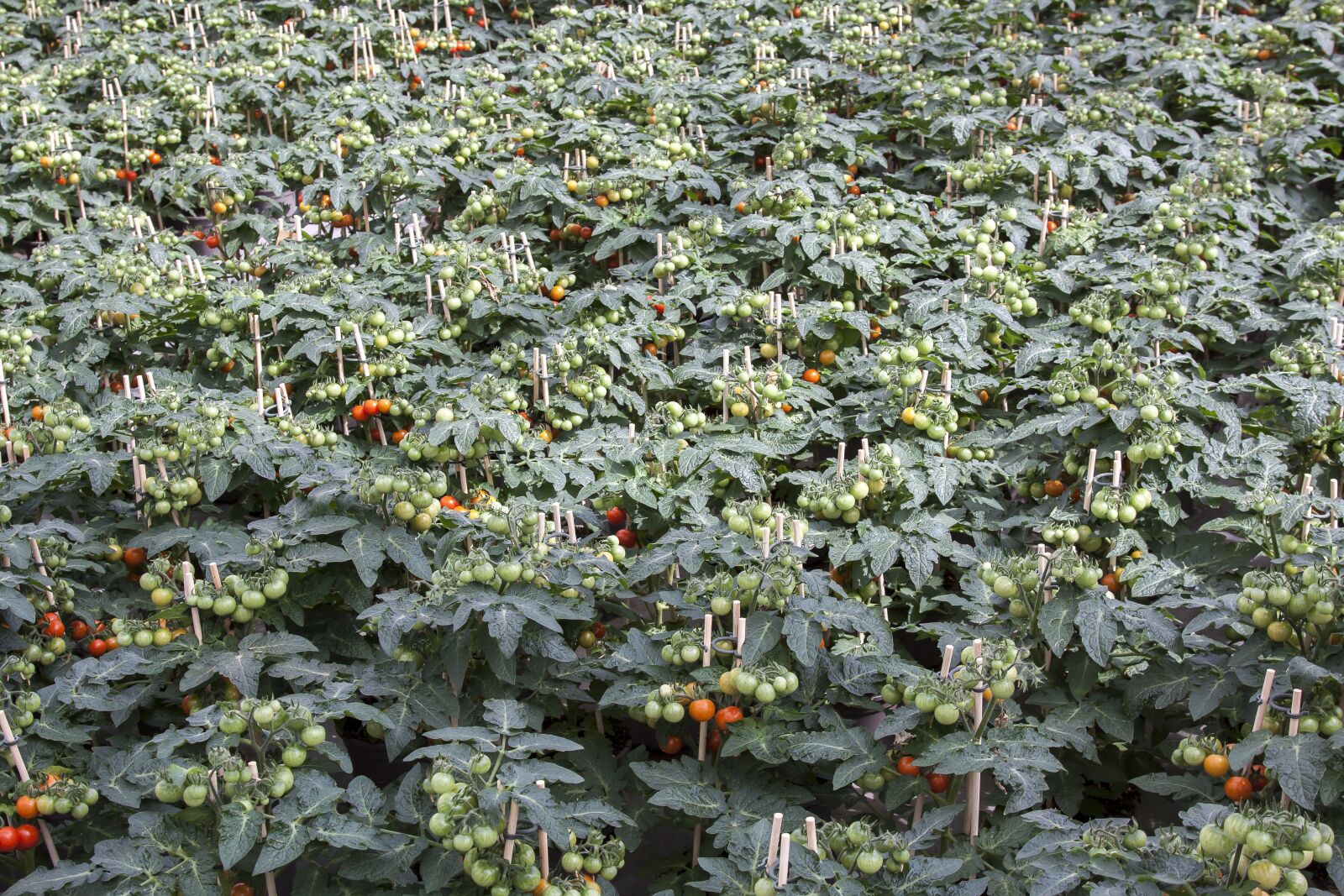 Canon EOS 50D + Canon EF 24-105mm F4L IS USM sample photo. Tomato, solanum, greenhouse photography