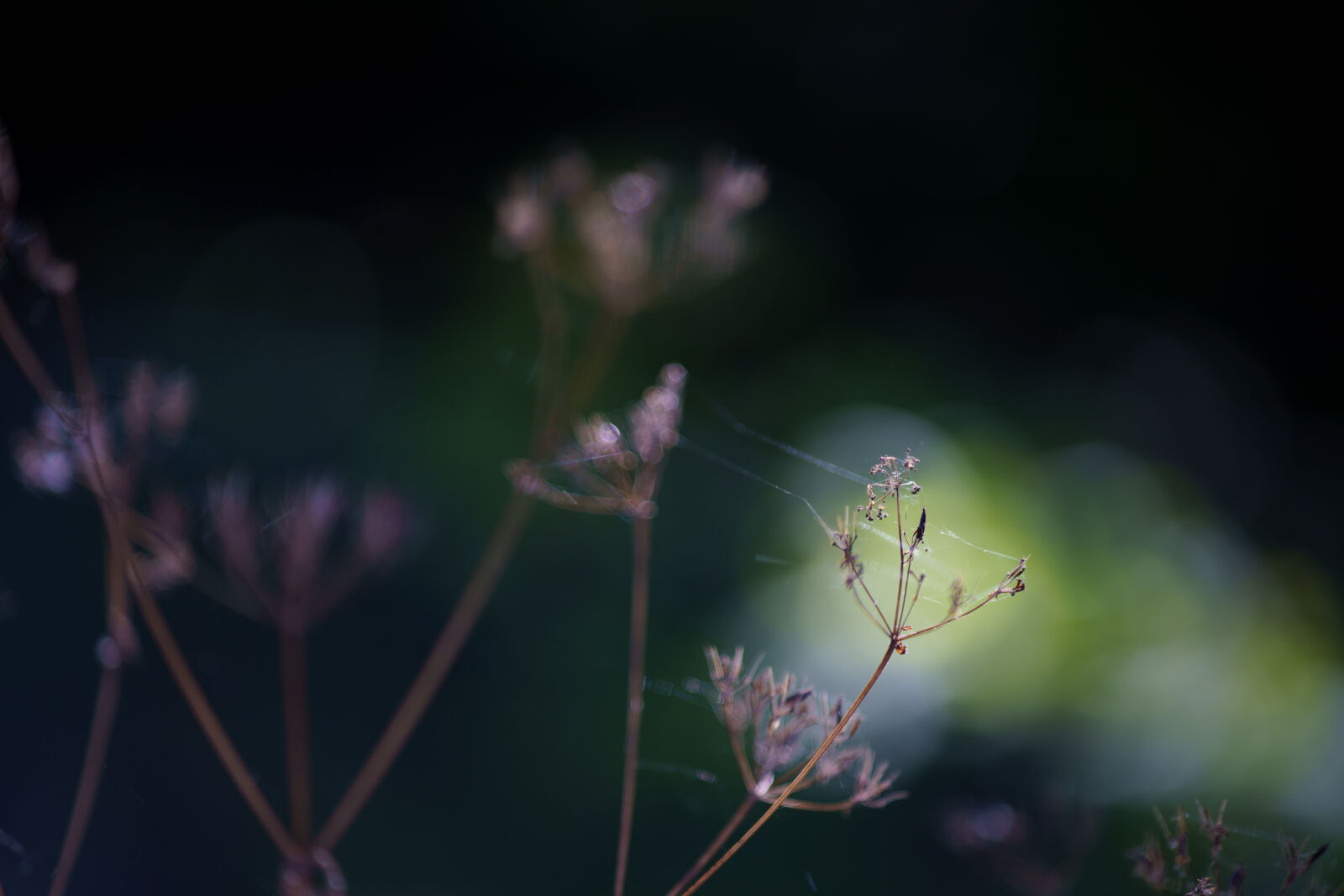 Sony a7R IV sample photo. Spider web bokeh photography