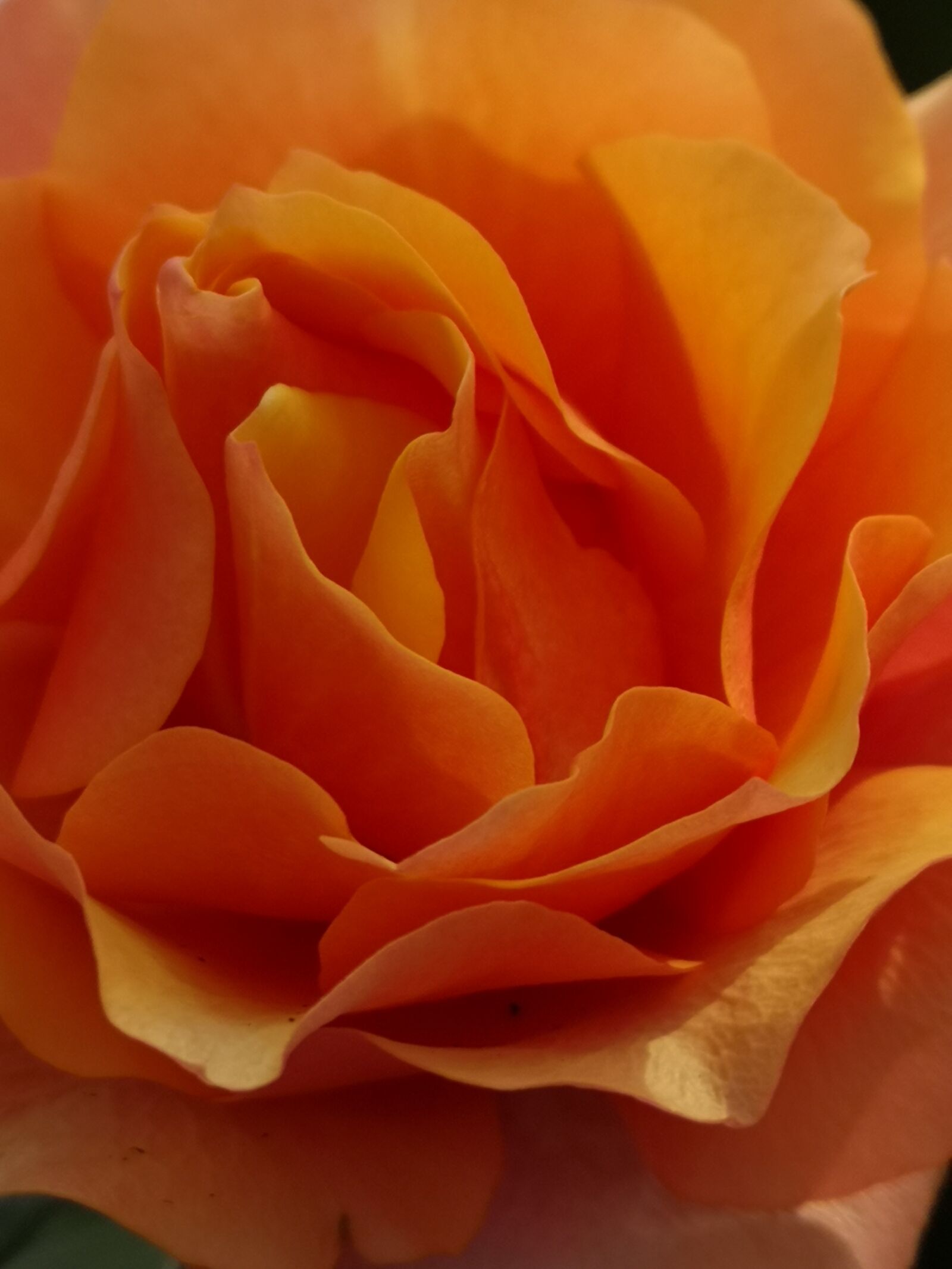 HUAWEI CLT-L09 sample photo. Nature, flower, rose photography