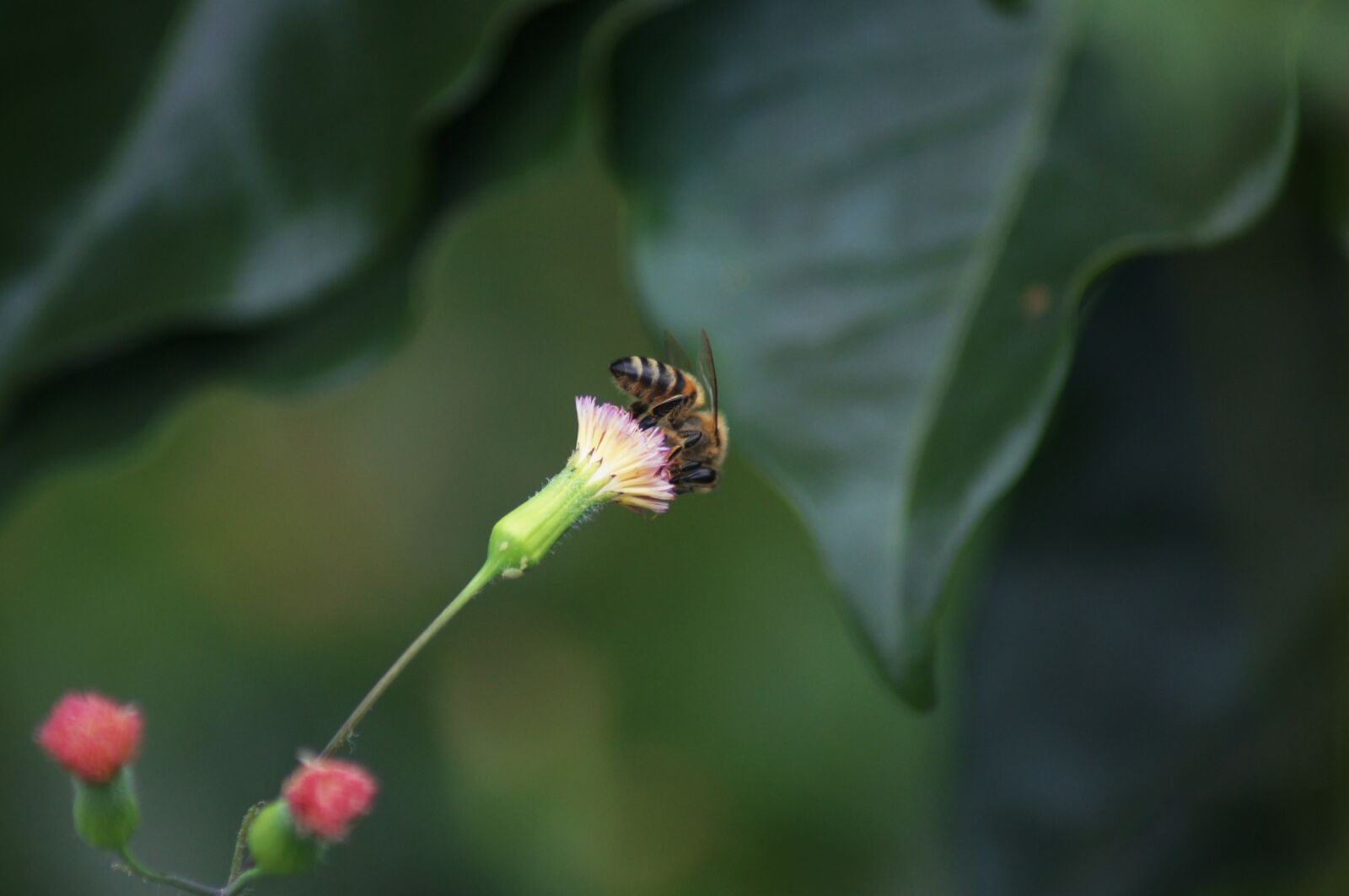 Sony SLT-A55 (SLT-A55V) sample photo. Landscapes, finlandia, quindio photography