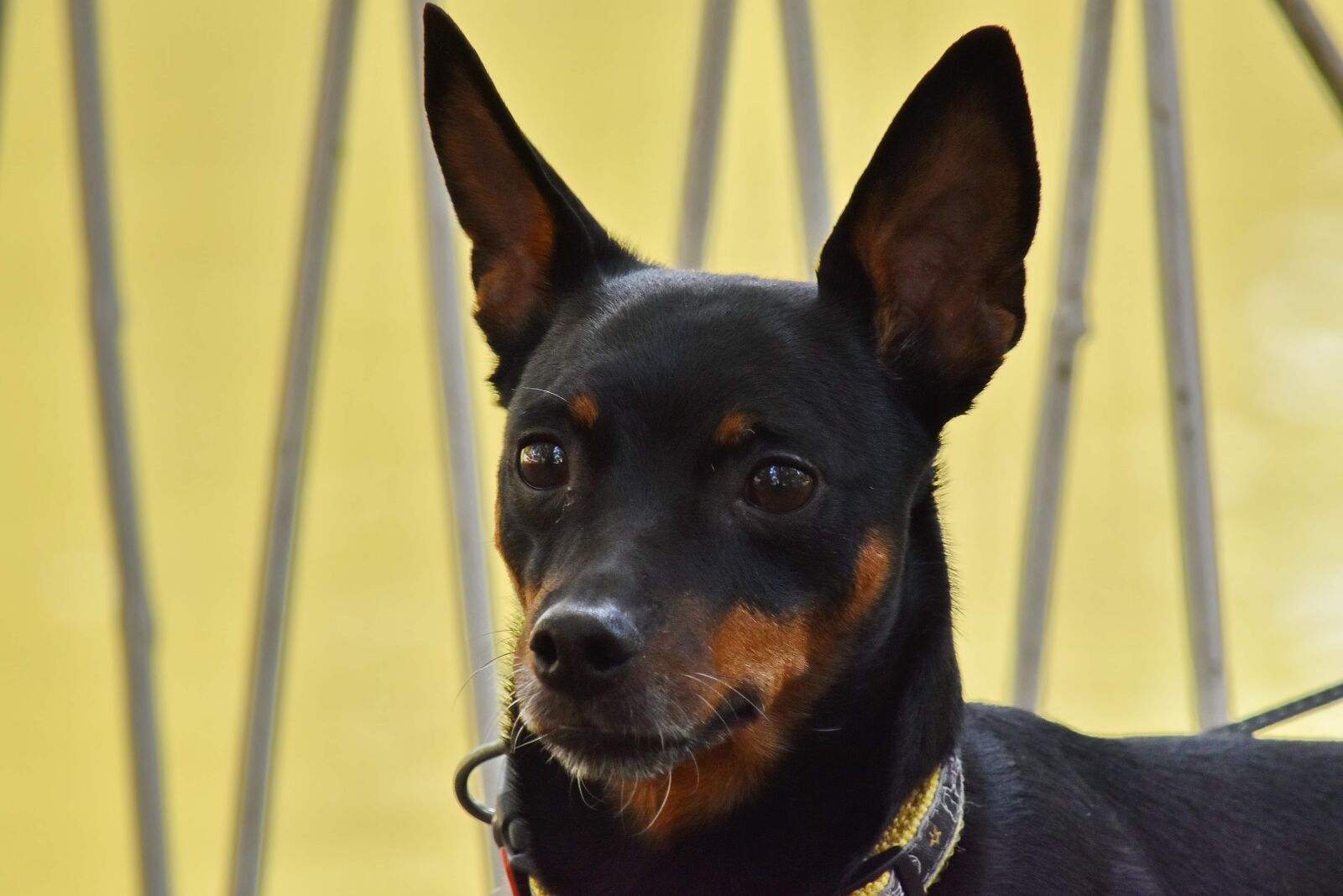 Nikon D5500 sample photo. Animal, dog, pet, portrait photography