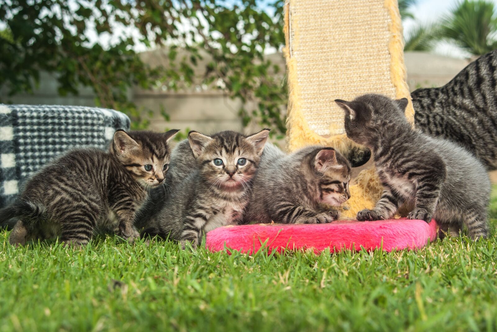 Pentax K10D + Sigma sample photo. Cat, pet, play photography