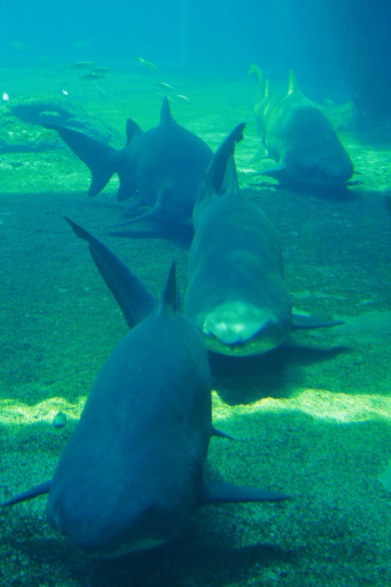 Canon EF-S 18-55mm F3.5-5.6 II sample photo. Animals, aquarium, dangerous, fishes photography
