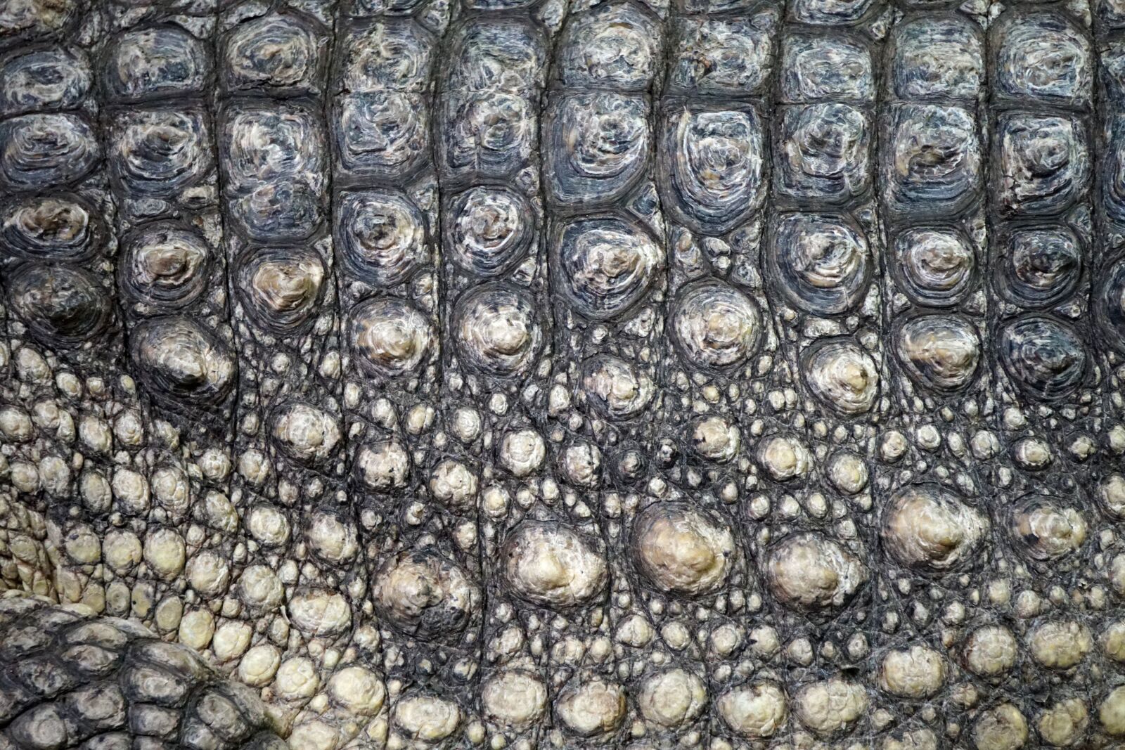 Sony a6300 + Sony E 55-210mm F4.5-6.3 OSS sample photo. Crocodile, scale, texture photography