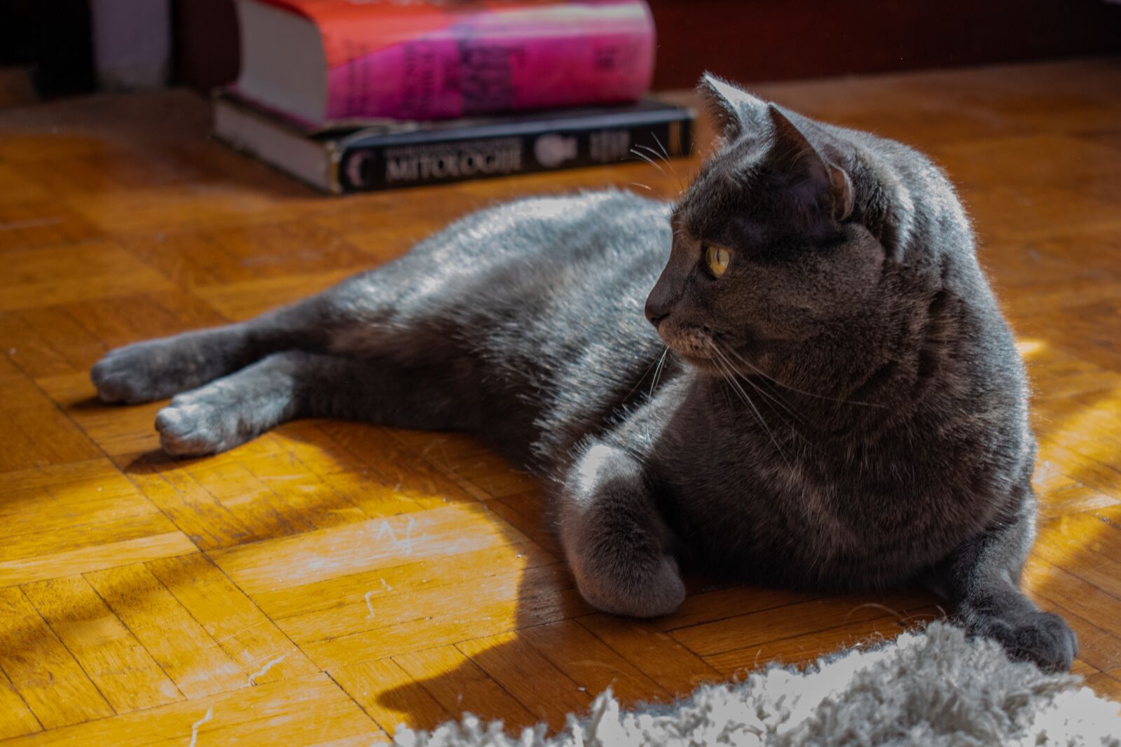 Nikon D3500 sample photo. Cat, russian blue, animal photography