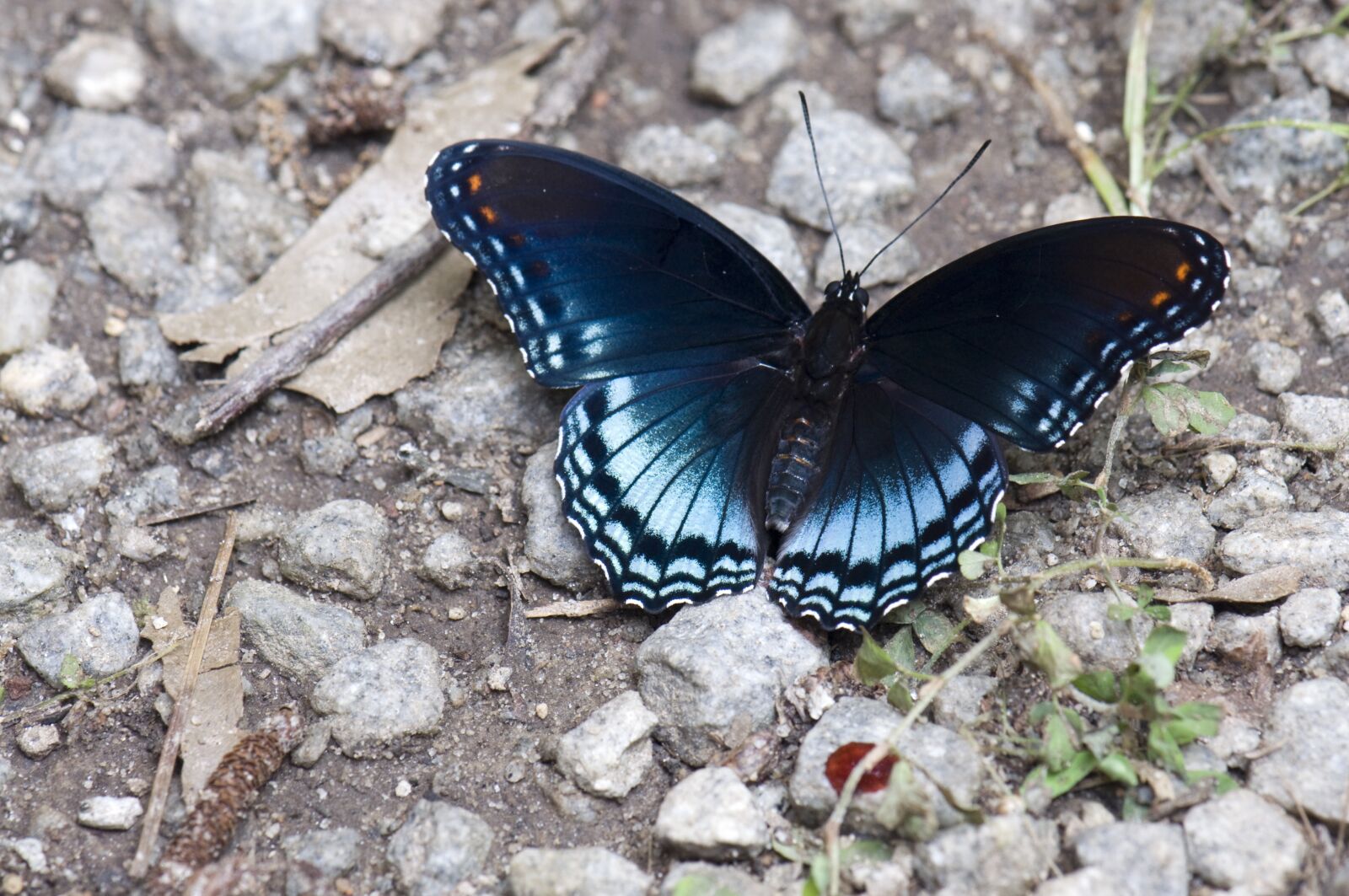 Nikon D90 sample photo. Butterfly, insects, nature photography