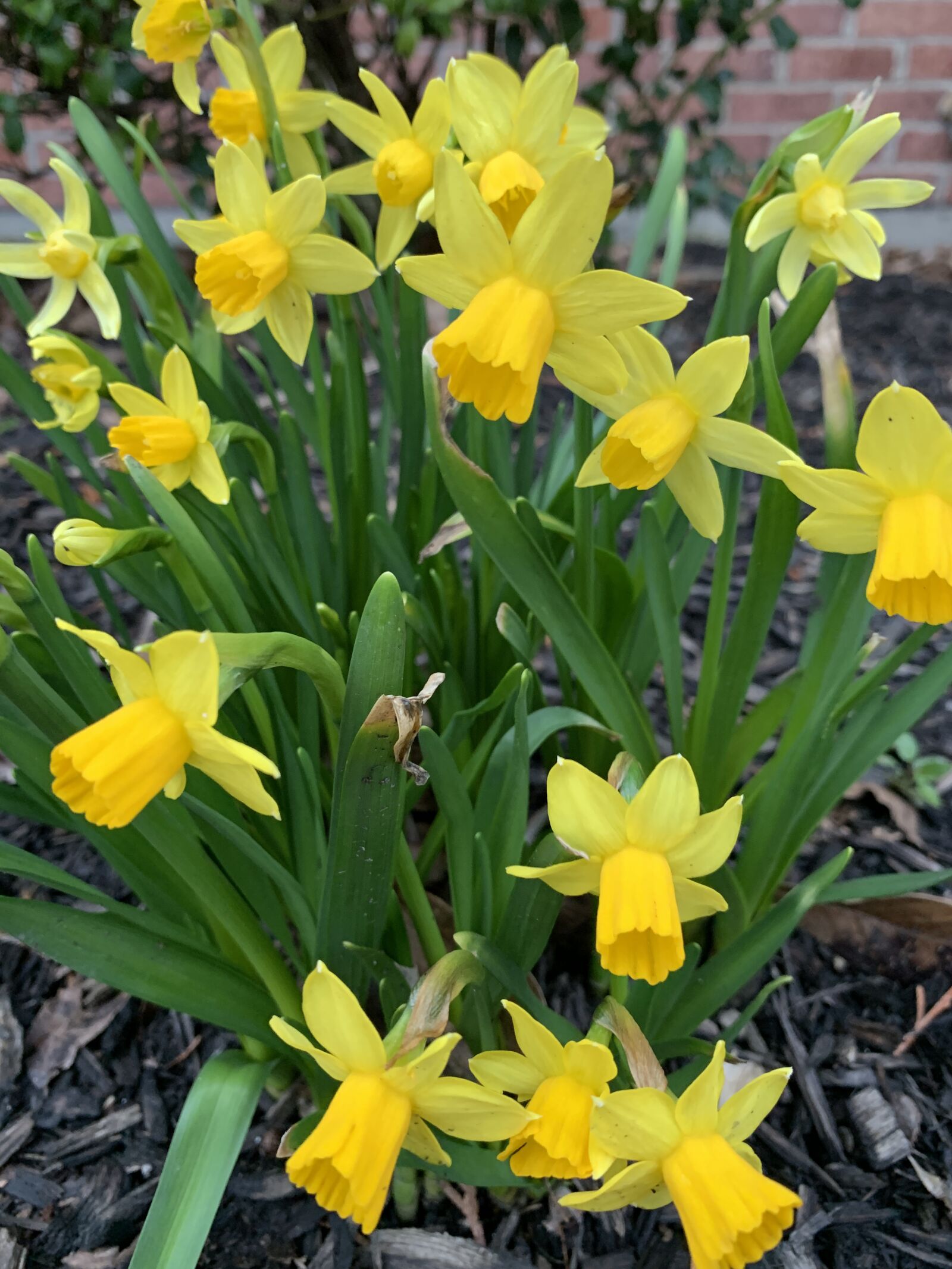 Apple iPhone XS Max sample photo. Daffodil, spring, nature photography