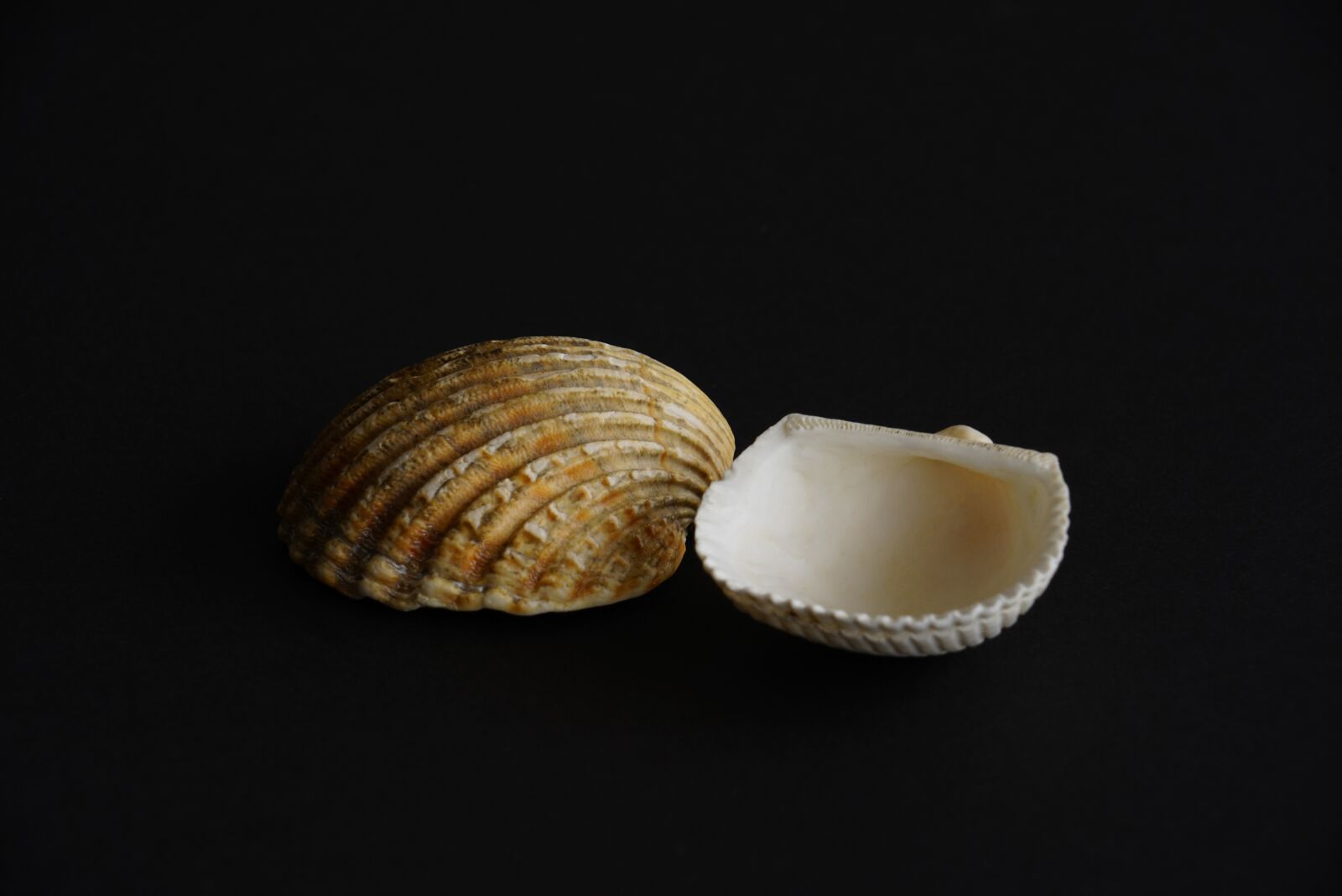 Sony a7R + Sony FE 24-240mm F3.5-6.3 OSS sample photo. Two shells, seashell, shell photography