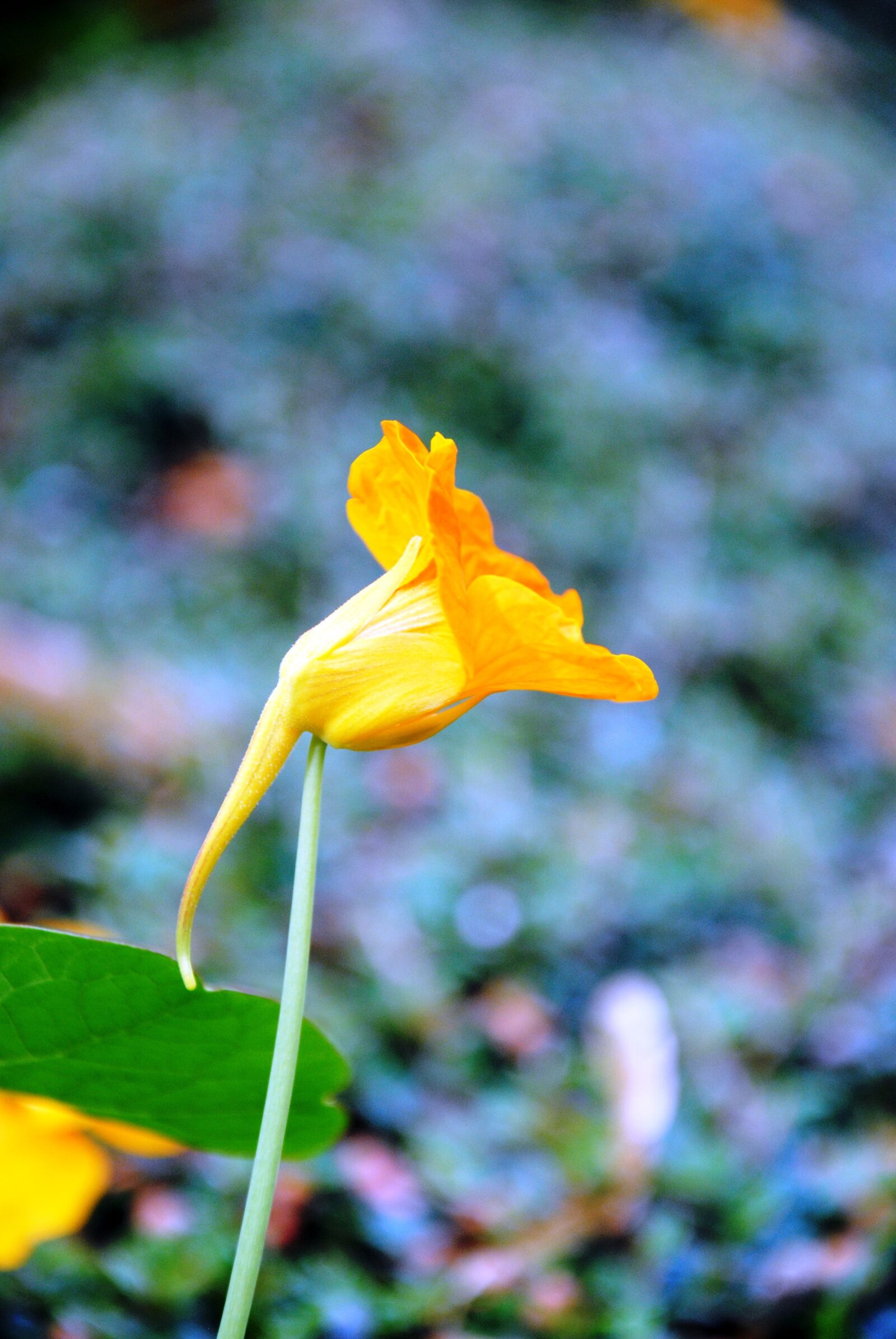 Nikon D3000 sample photo. Yellow flower, flora, nature photography