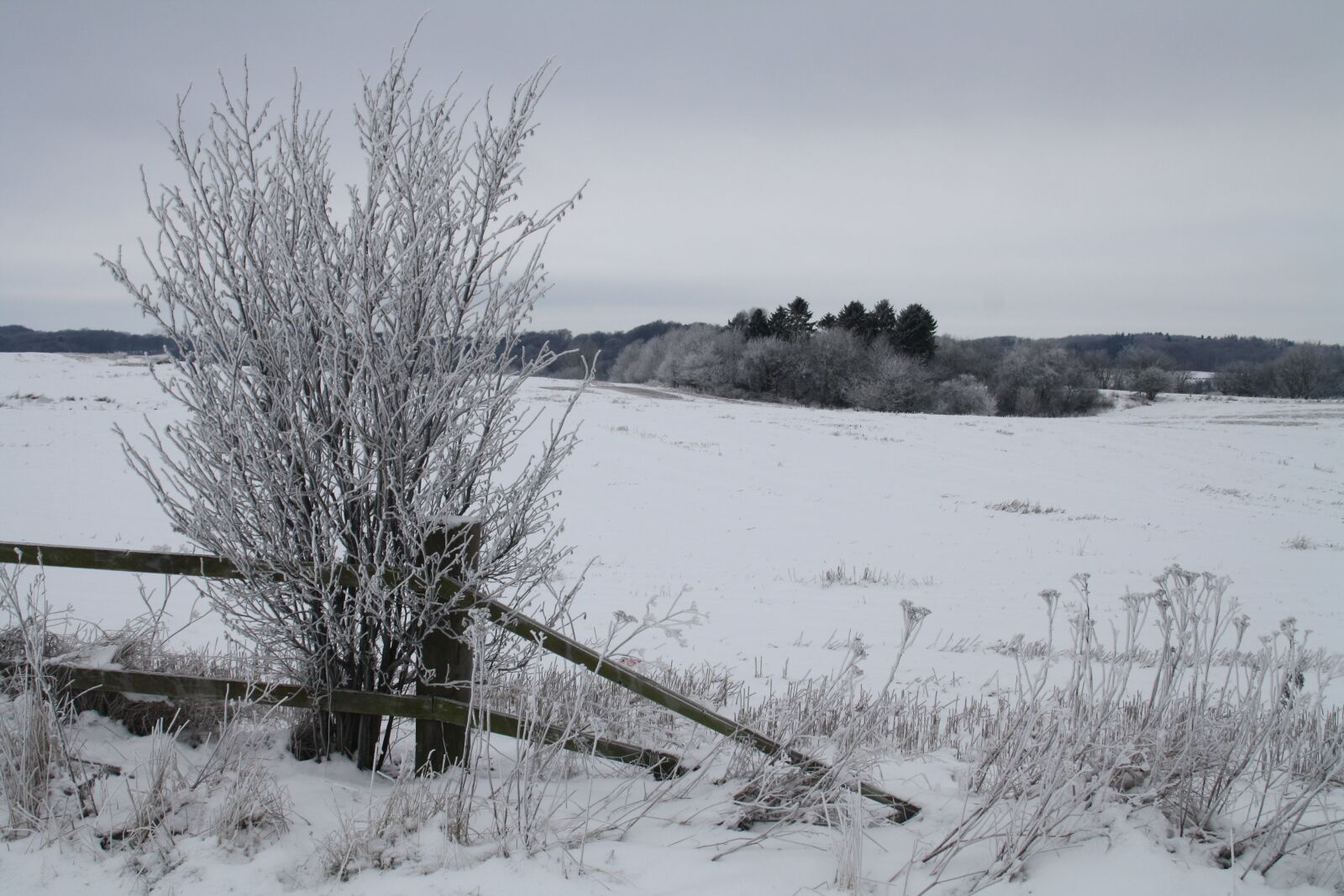Canon EOS 1000D (EOS Digital Rebel XS / EOS Kiss F) sample photo. Winter, snow, cold photography