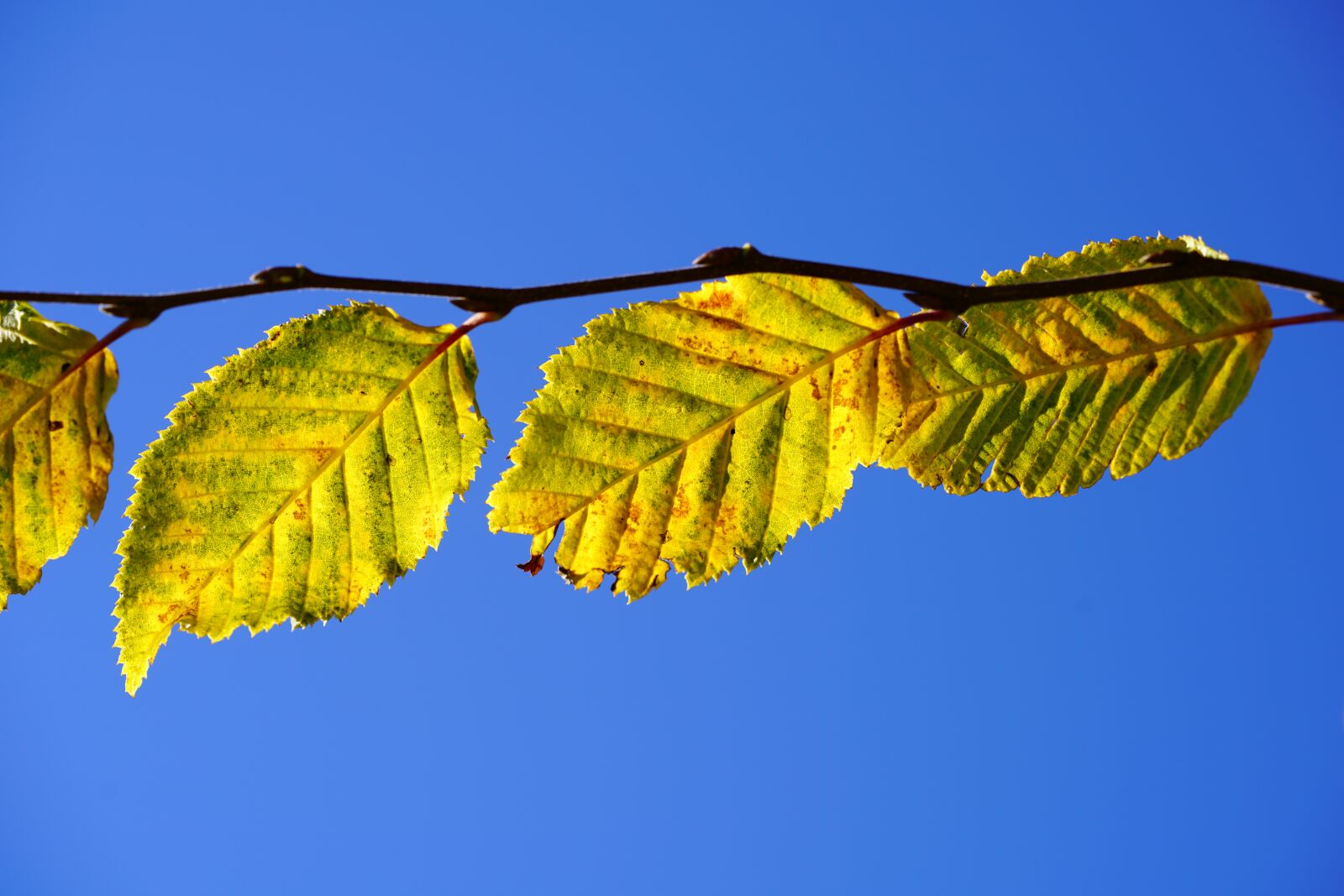 Sony a7R II + Sony FE 90mm F2.8 Macro G OSS sample photo. Leaves, fall color, fall photography