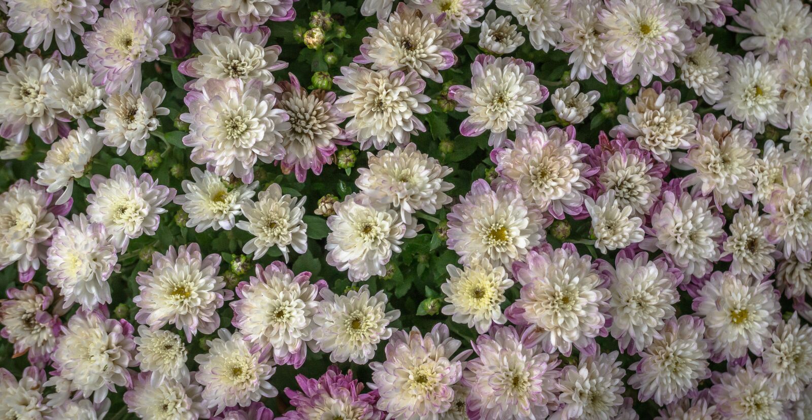 Sony E 30mm F3.5 Macro sample photo. Flowers, nature, white photography
