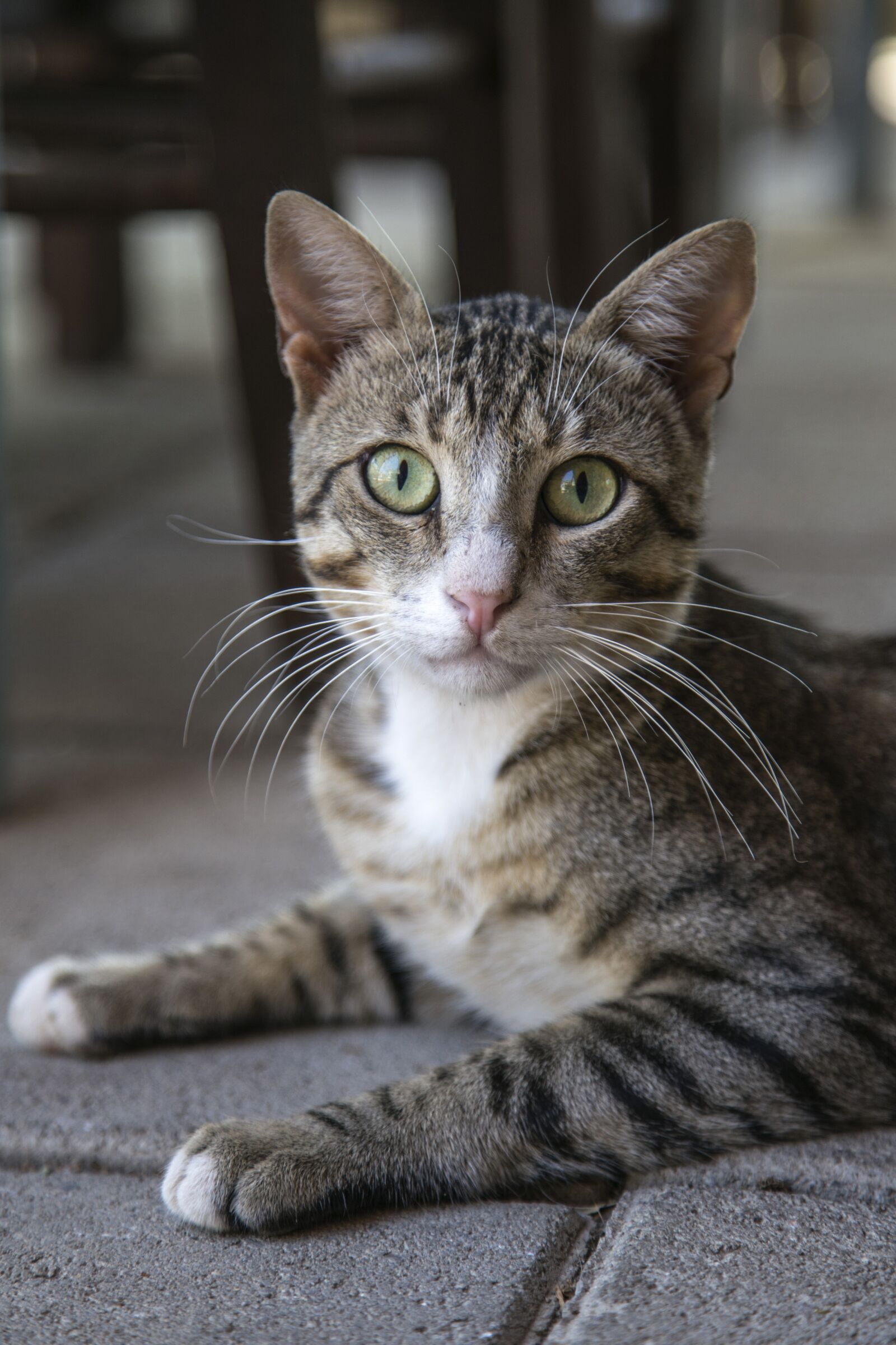 Canon EOS 6D + Canon EF 24-105mm F4L IS USM sample photo. Cat, kitten, kitty photography