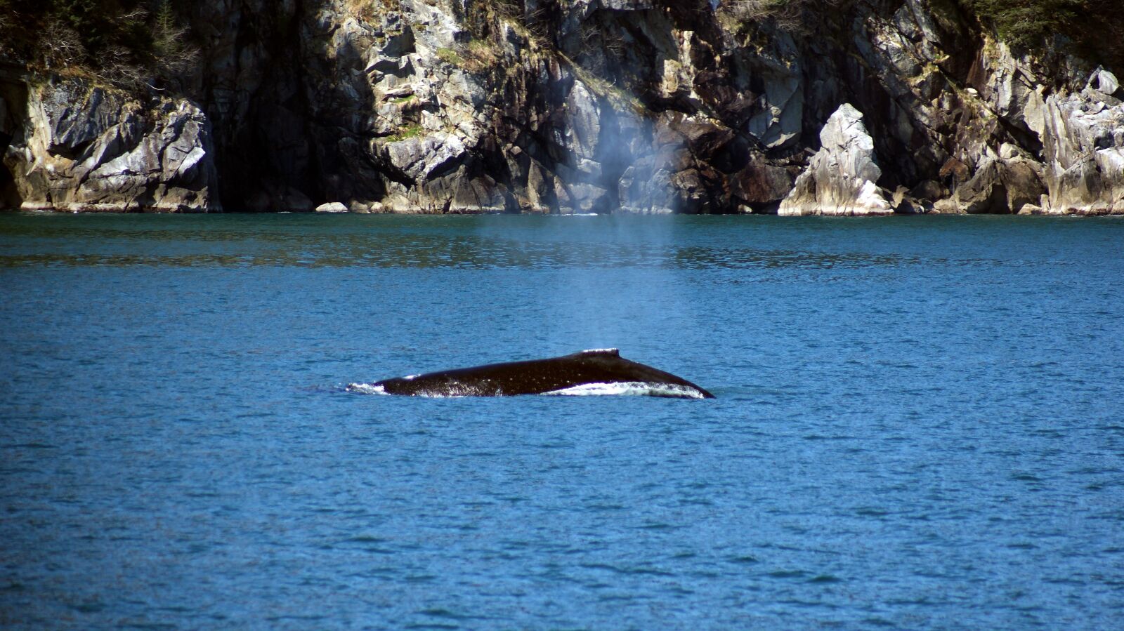 Sony Alpha DSLR-A300 sample photo. Humpback whale, ocean, water photography