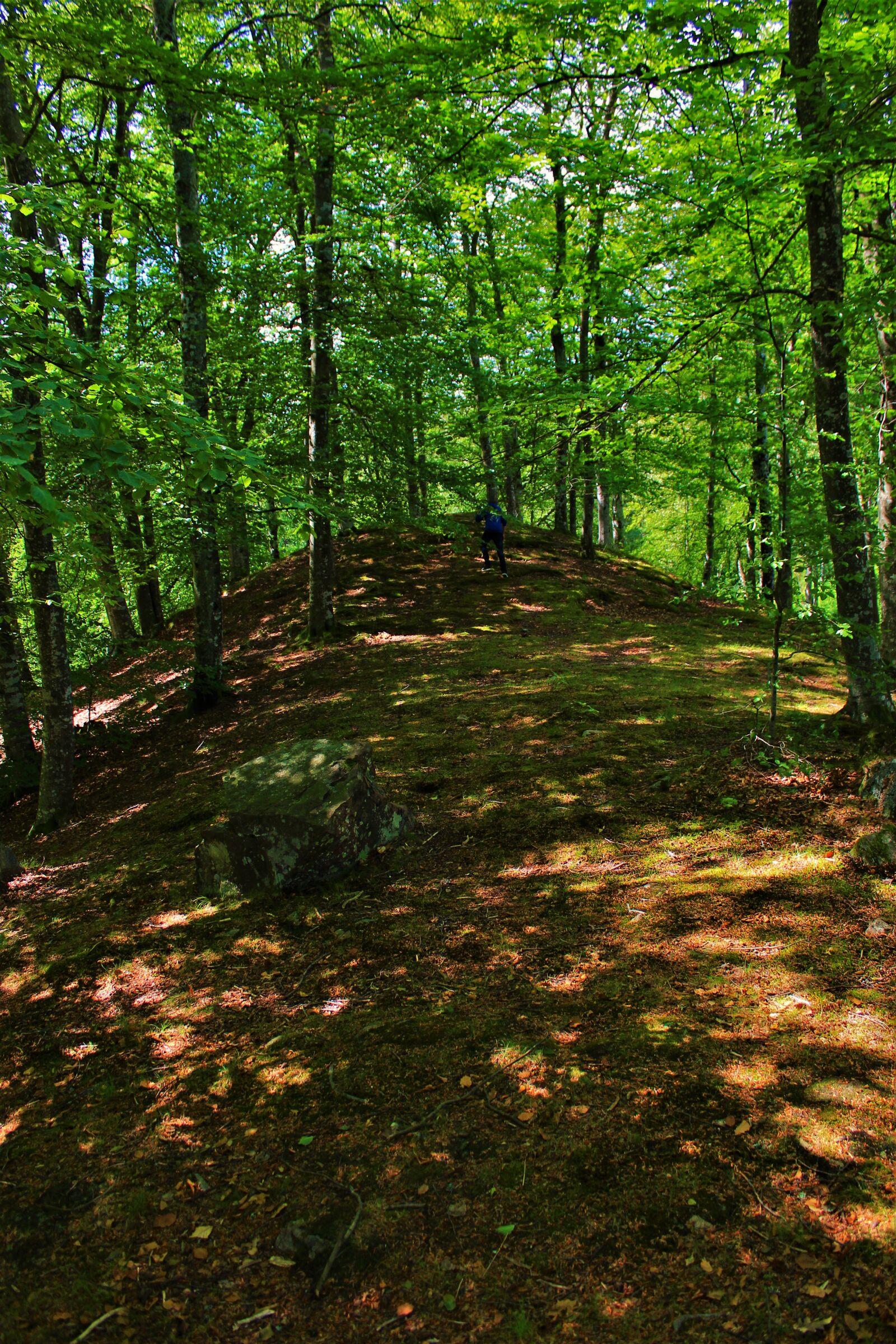 Canon EOS 1200D (EOS Rebel T5 / EOS Kiss X70 / EOS Hi) sample photo. Forest, tree, landscape photography