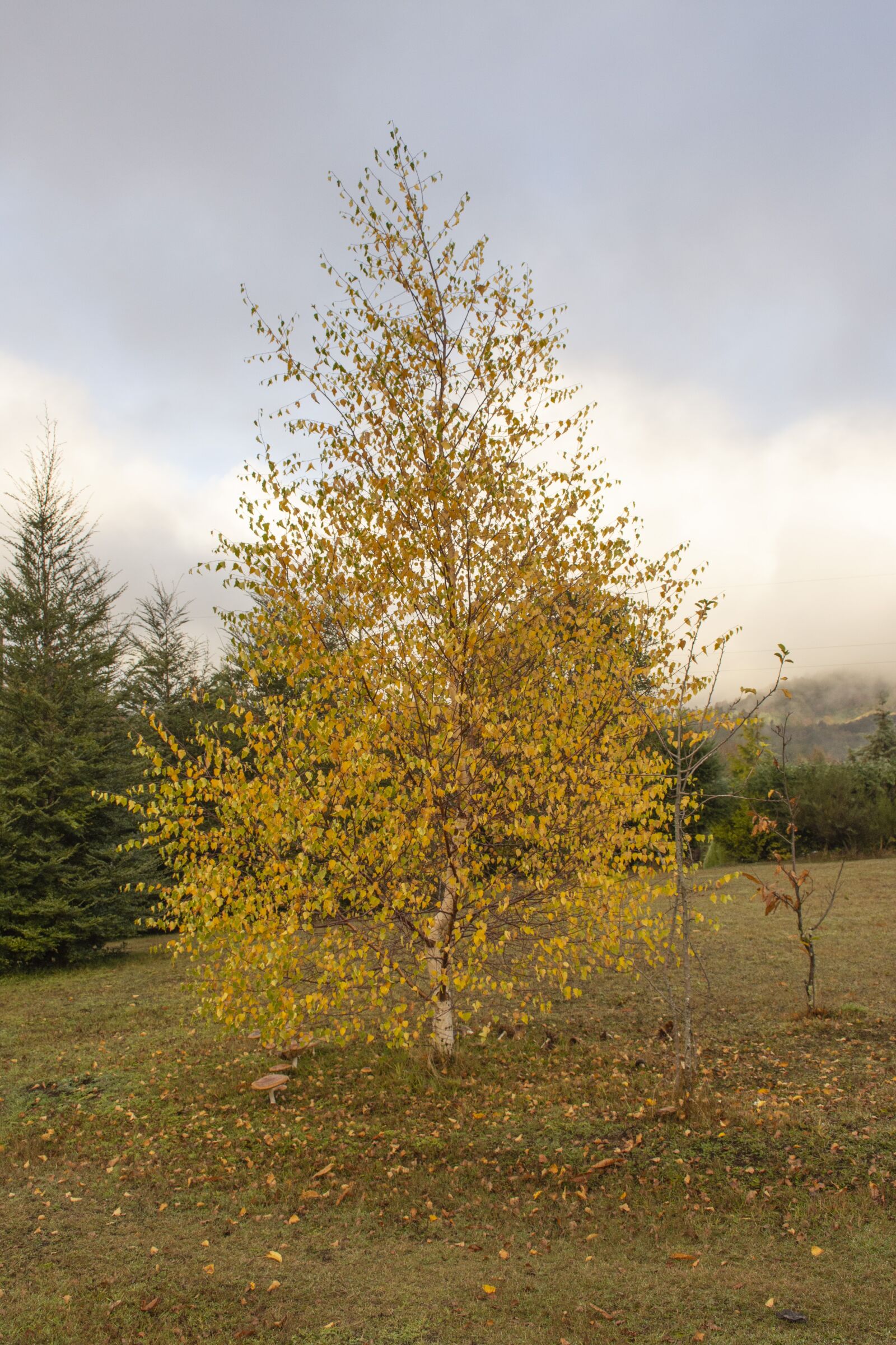 Nikon D7200 sample photo. Llaima, conguillio, mountains photography
