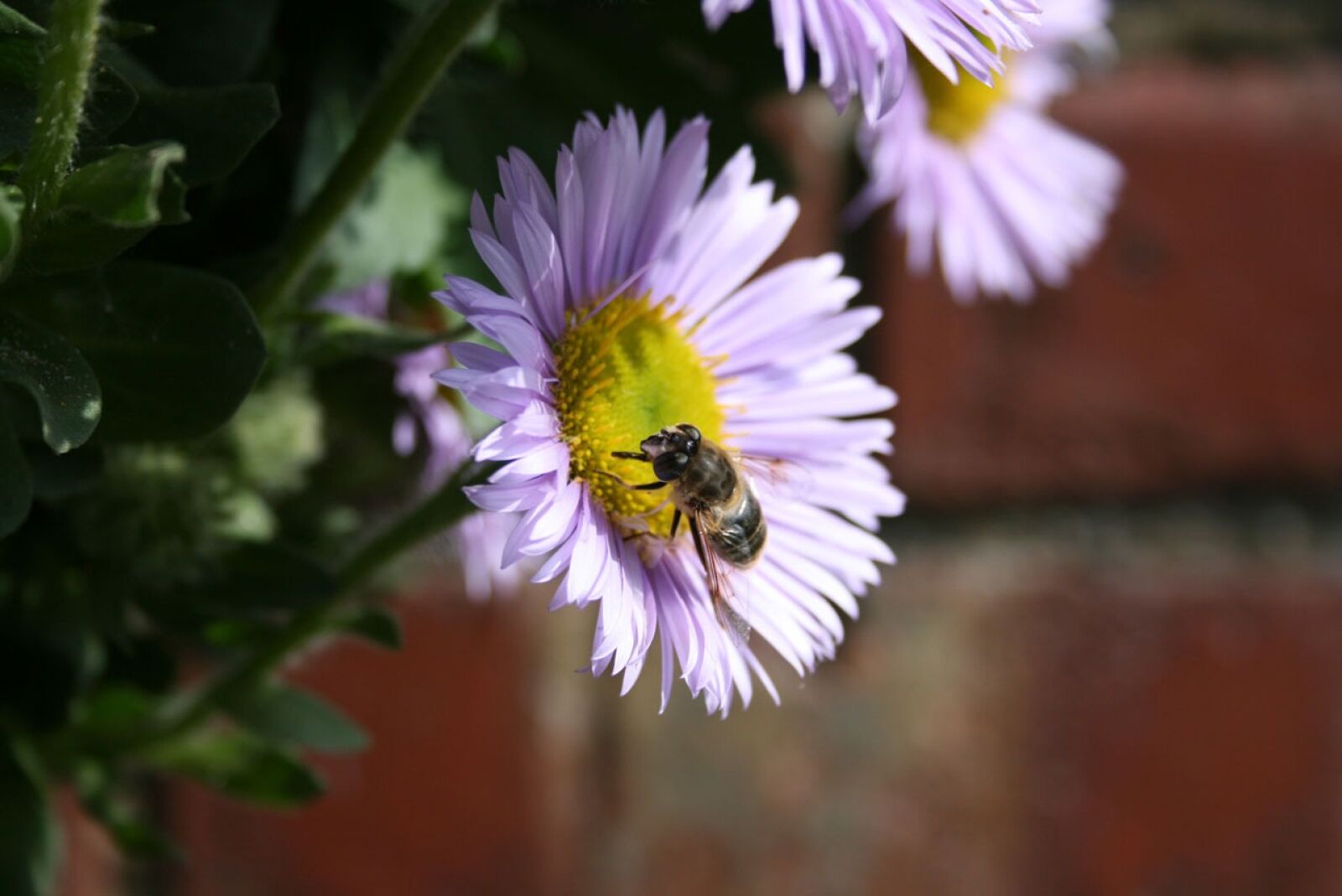 Canon EOS 400D (EOS Digital Rebel XTi / EOS Kiss Digital X) sample photo. Bee, flower, pollen photography