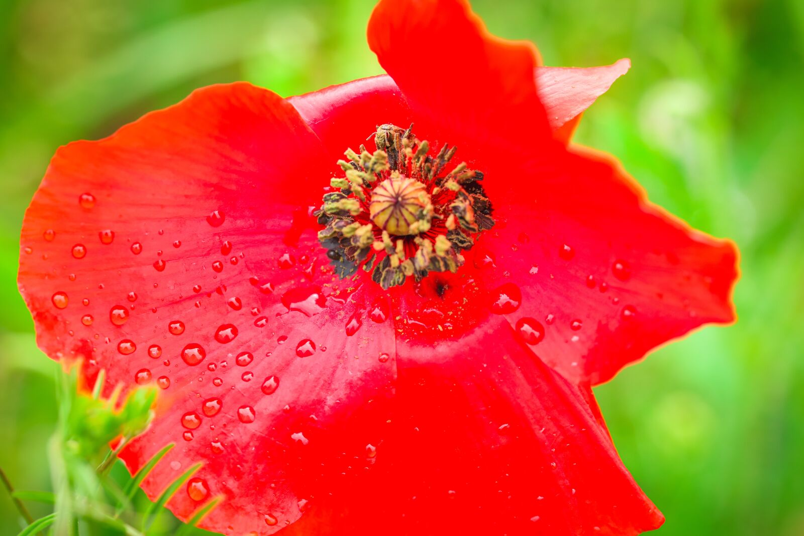 Canon TAMRON SP 90mm F/2.8 Di VC USD MACRO1:1 F004 sample photo. Poppy, mother's day, spring photography