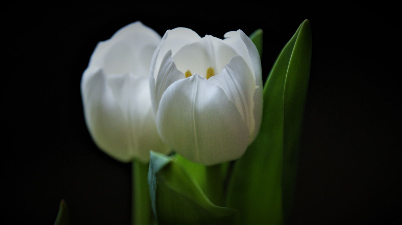 Sony Alpha DSLR-A350 sample photo. White tulips, tulip, flower photography