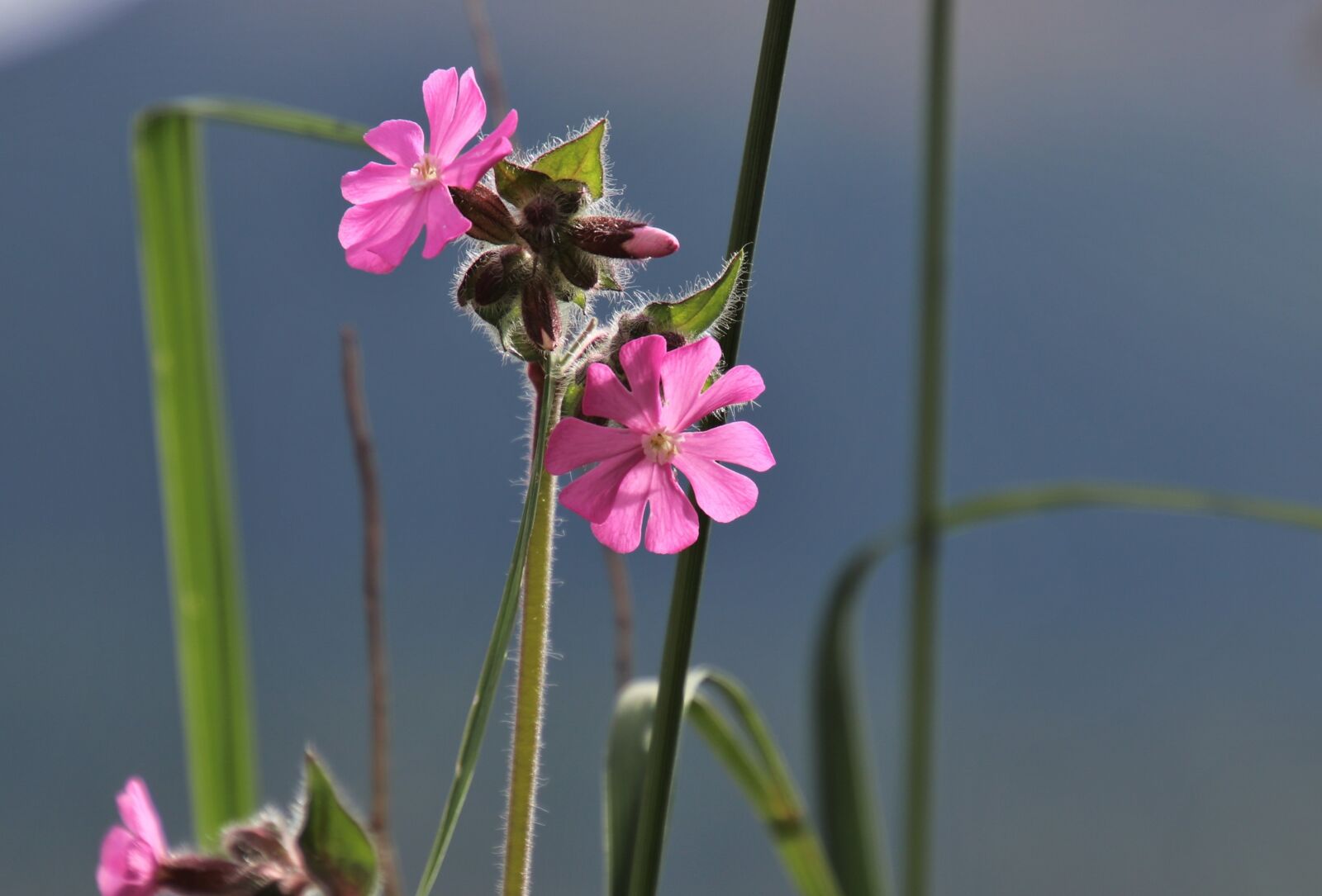 Canon EOS 80D sample photo. Spring, grass, pink photography
