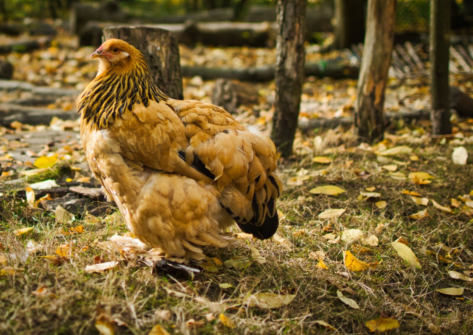 Nikon D5300 sample photo. Chicken, nature, animal photography