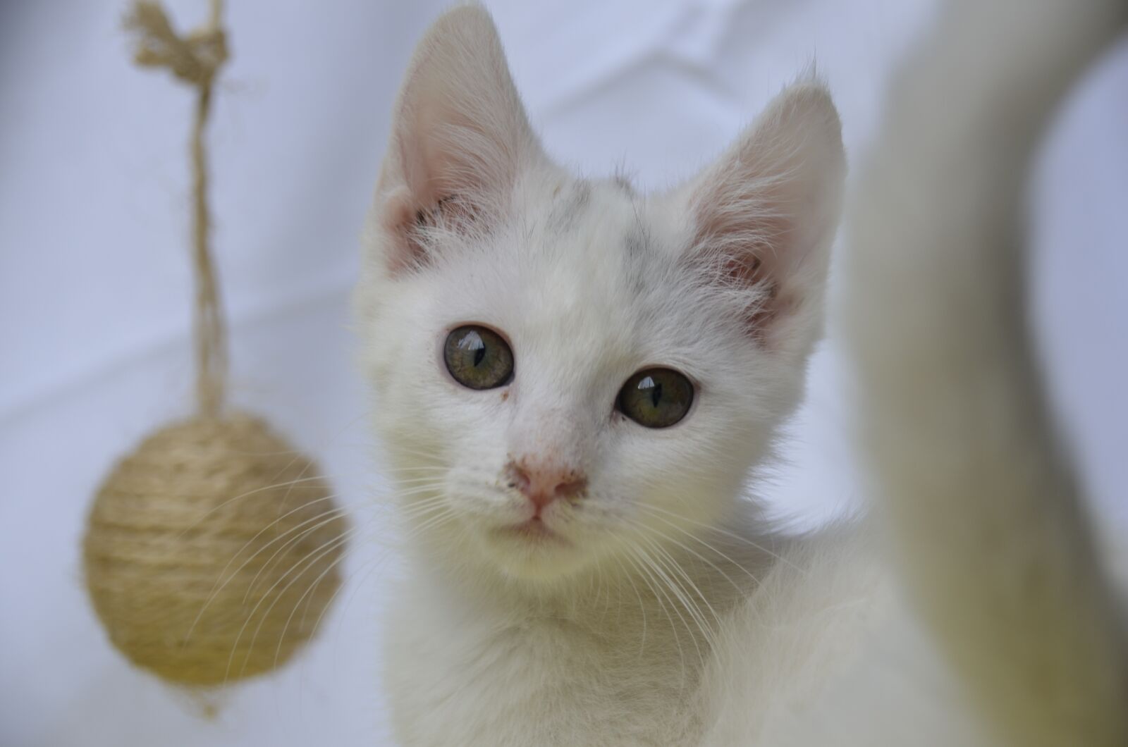 Nikon D7000 sample photo. Cat, white, nature photography