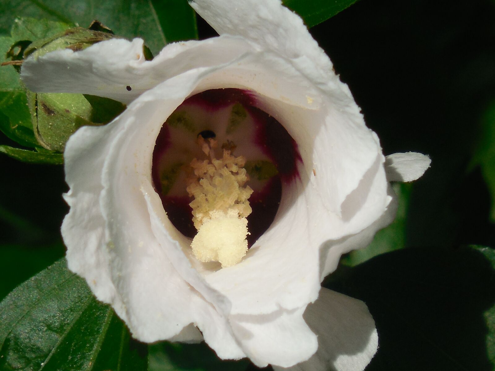 Nikon COOLPIX L620 sample photo. Rose of sharon, hibiscus photography