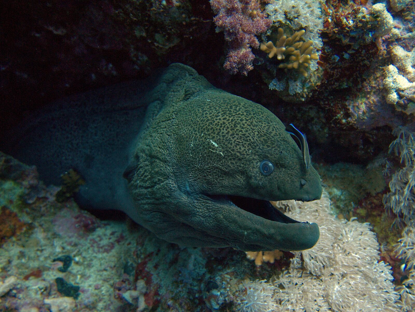 Olympus M.Zuiko Digital 14-42mm F3.5-5.6 II sample photo. Moray, red sea, eel photography