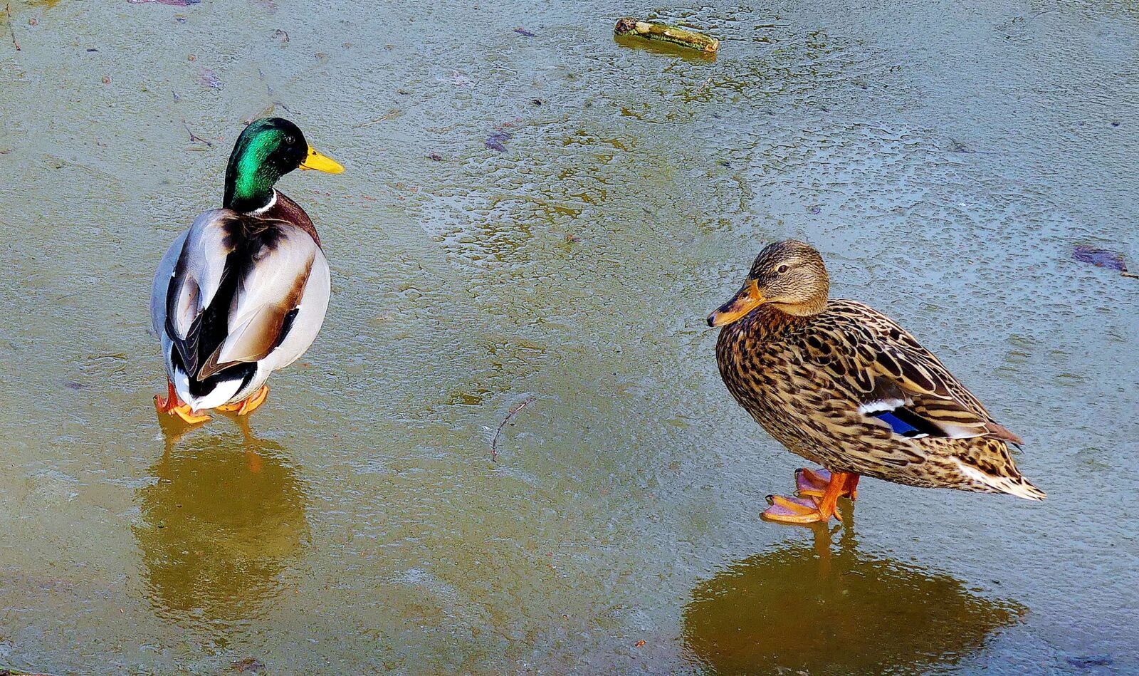 Panasonic Lumix DMC-FZ300 sample photo. Pair of ducks, beautiful photography