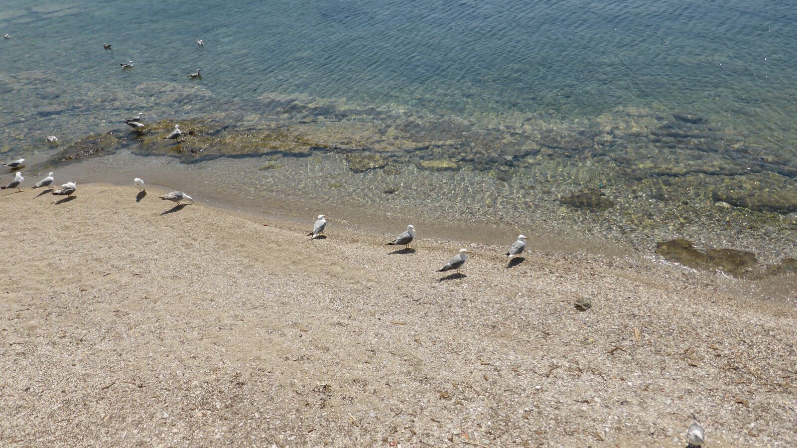 Panasonic Lumix DMC-ZS30 (Lumix DMC-TZ40) sample photo. Seagulls on shore, seagulls photography