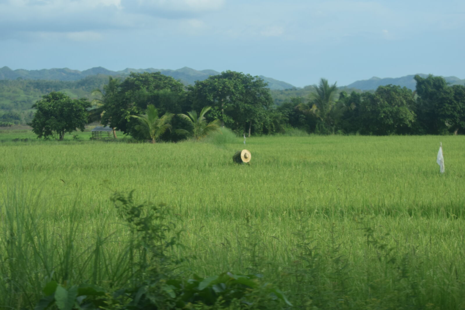 Nikon D3300 sample photo