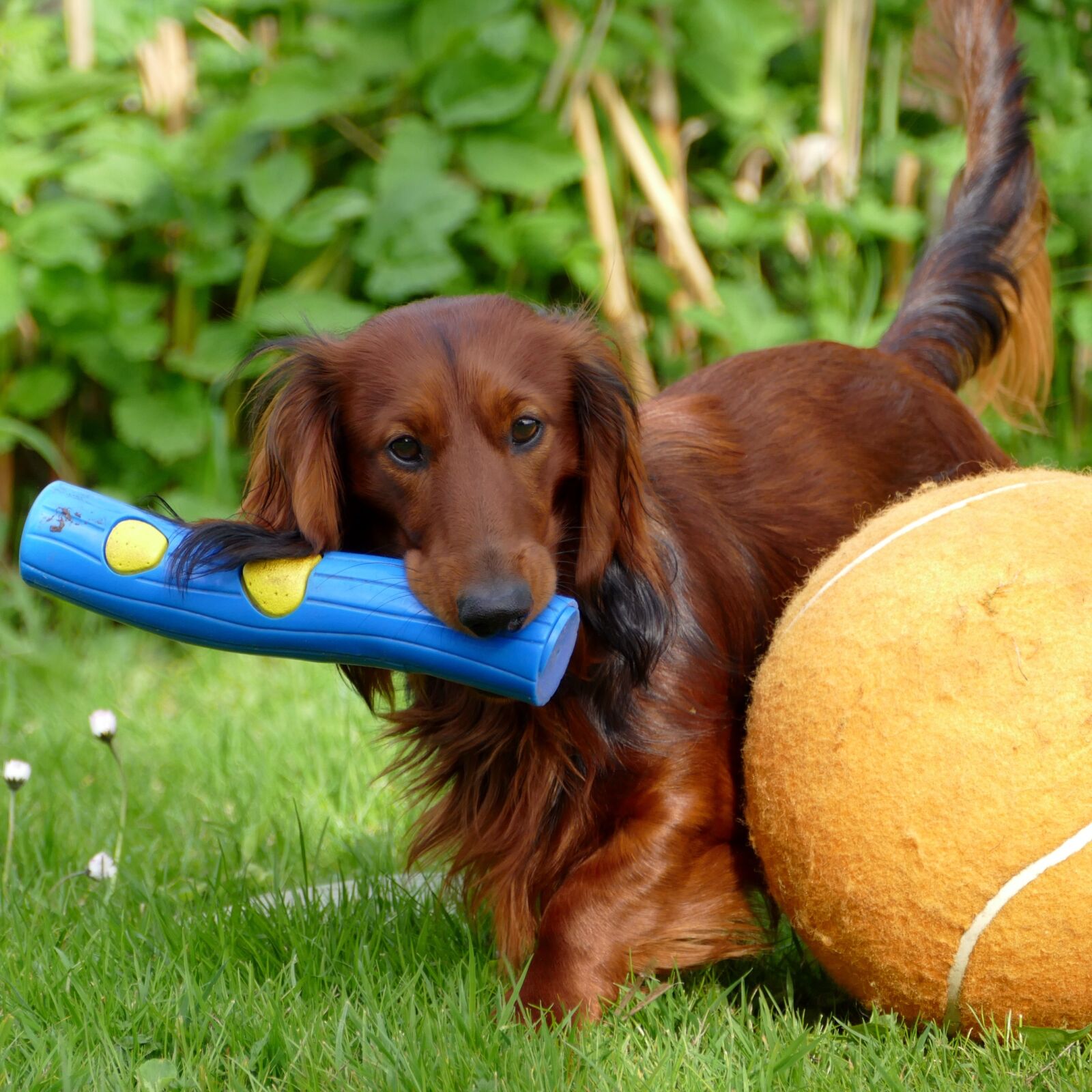 Panasonic Lumix DMC-FZ1000 sample photo. Dachshund, dachshund dog, dog photography