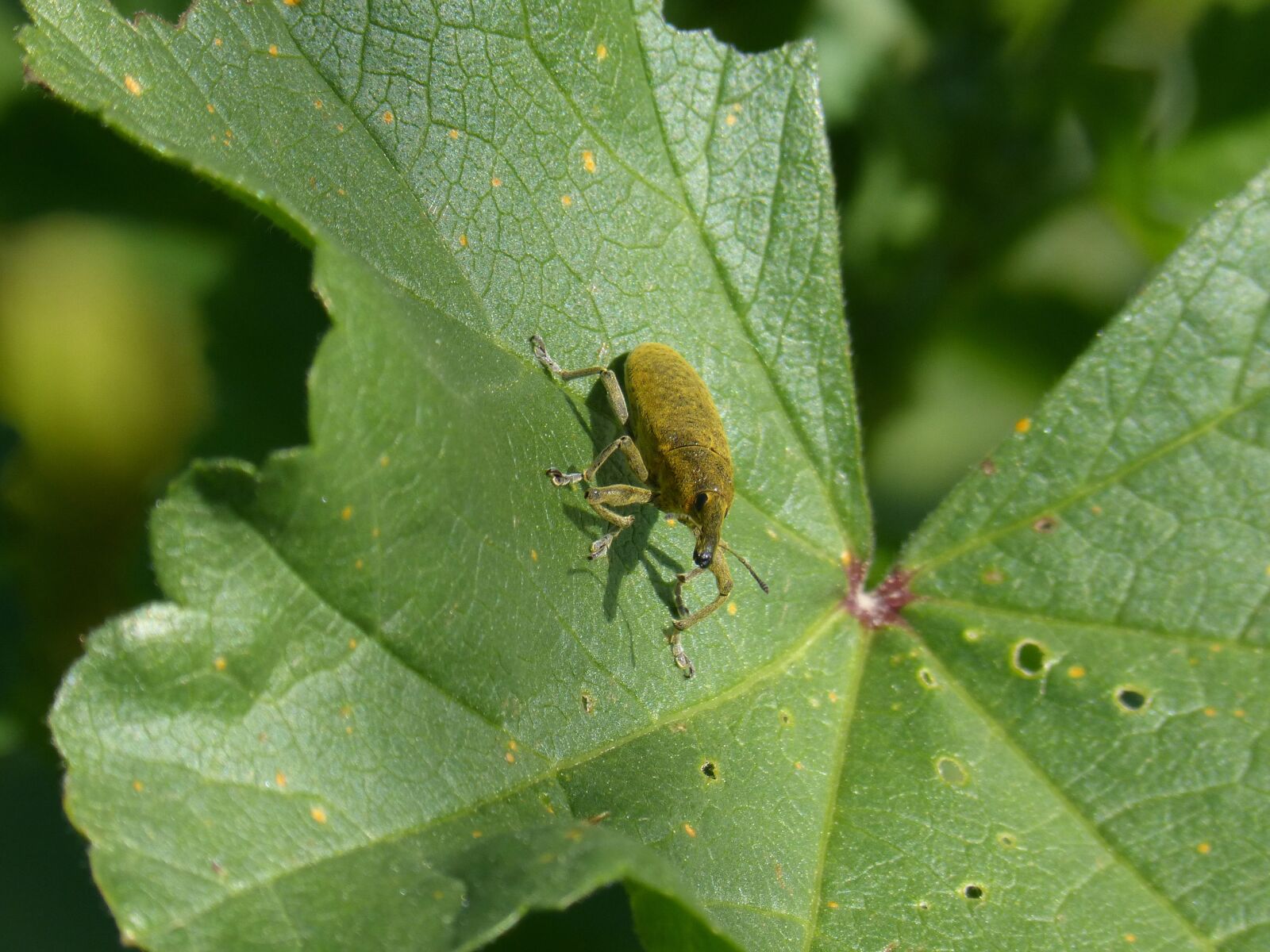 Panasonic DMC-FZ62 sample photo. Weevils of the mauves photography