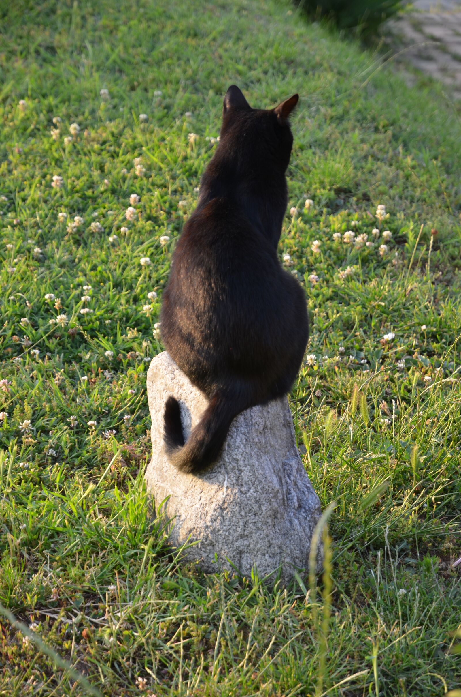 Nikon D7000 sample photo. Black cat, cat, animal photography