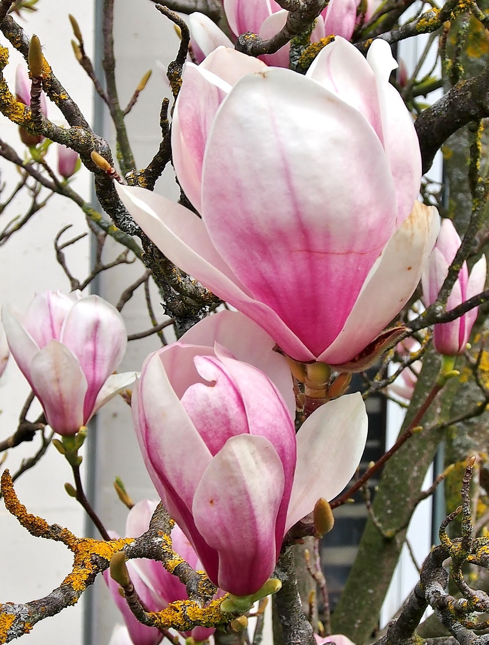 Olympus OM-D E-M5 sample photo. Flower, magnolia, pink photography