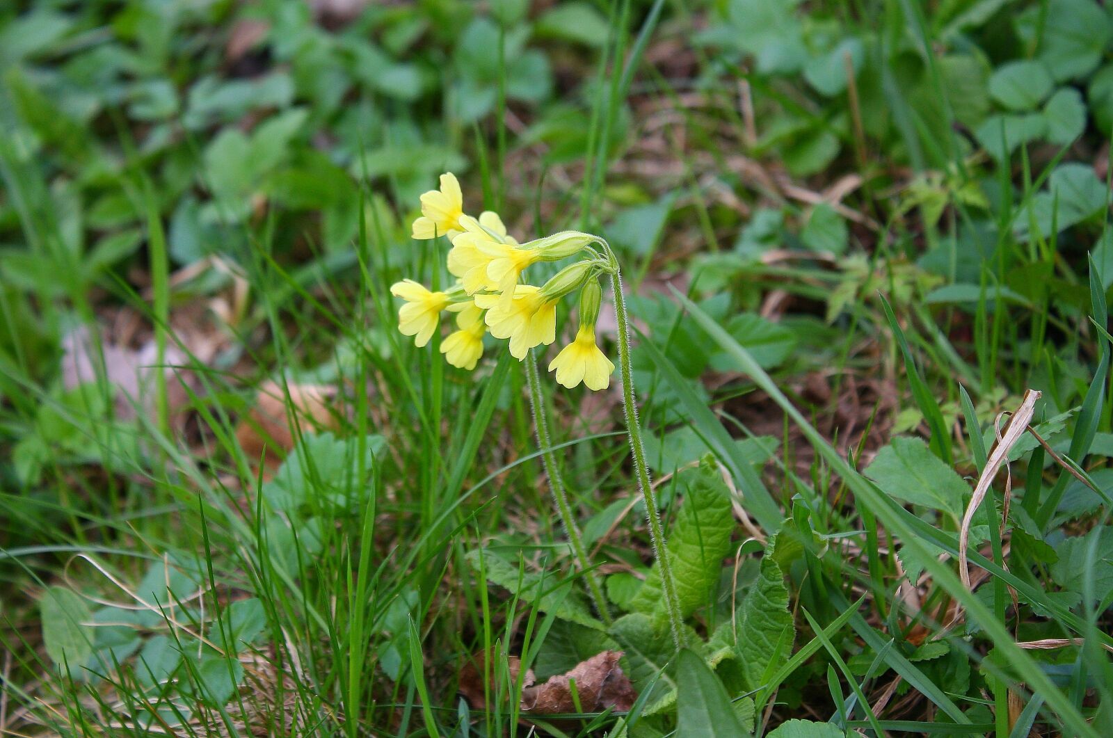 Canon EOS 1000D (EOS Digital Rebel XS / EOS Kiss F) sample photo. Cowslip, plant, nature photography