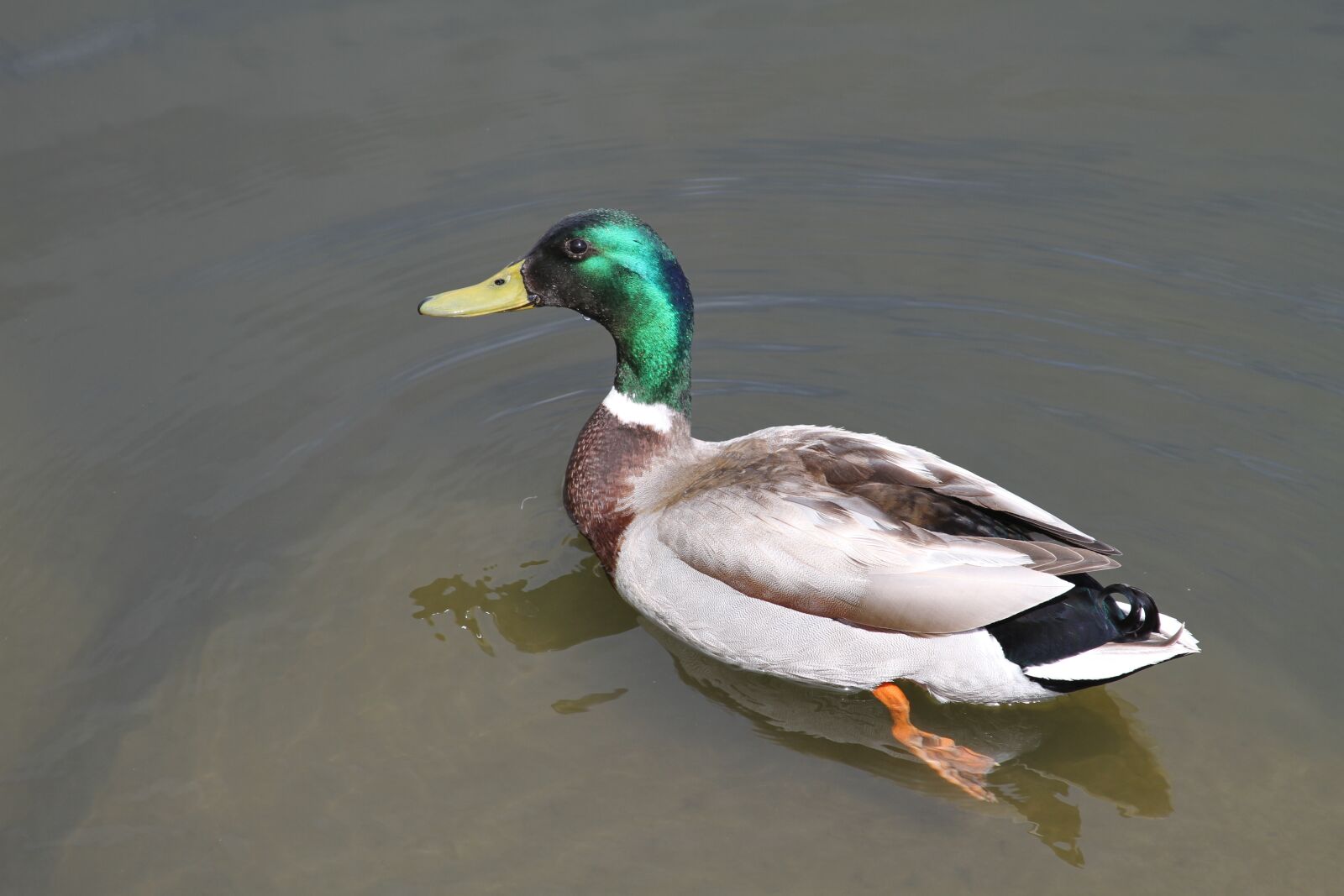 Canon EOS 7D sample photo. Duck, madison, wisconsin photography