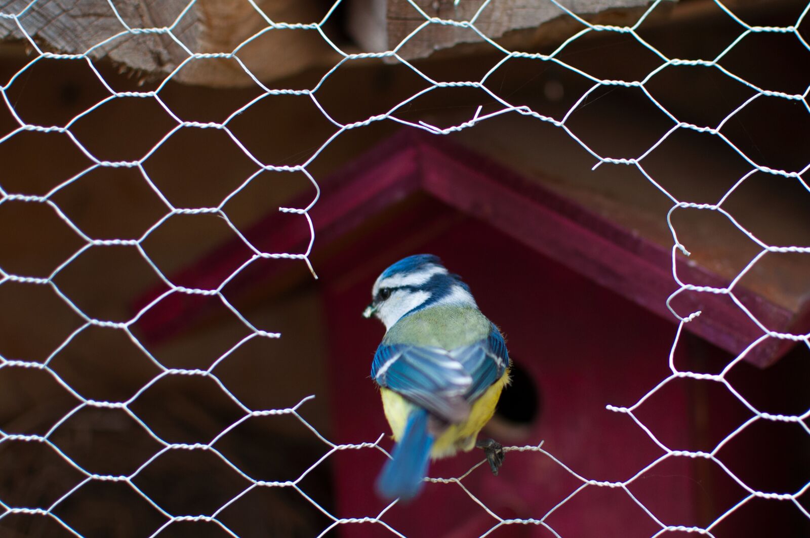 Nikon D5000 sample photo. Blue tit, bird, animal photography