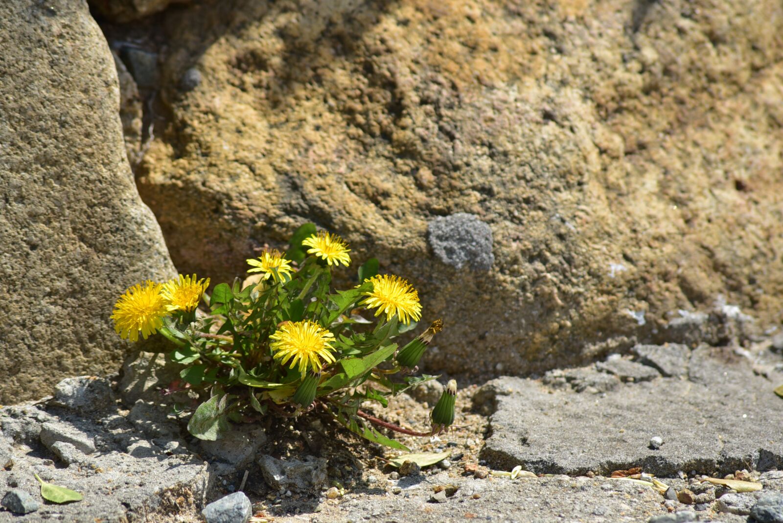 Nikon D750 sample photo. Dandelion, spring flowers, wildflower photography