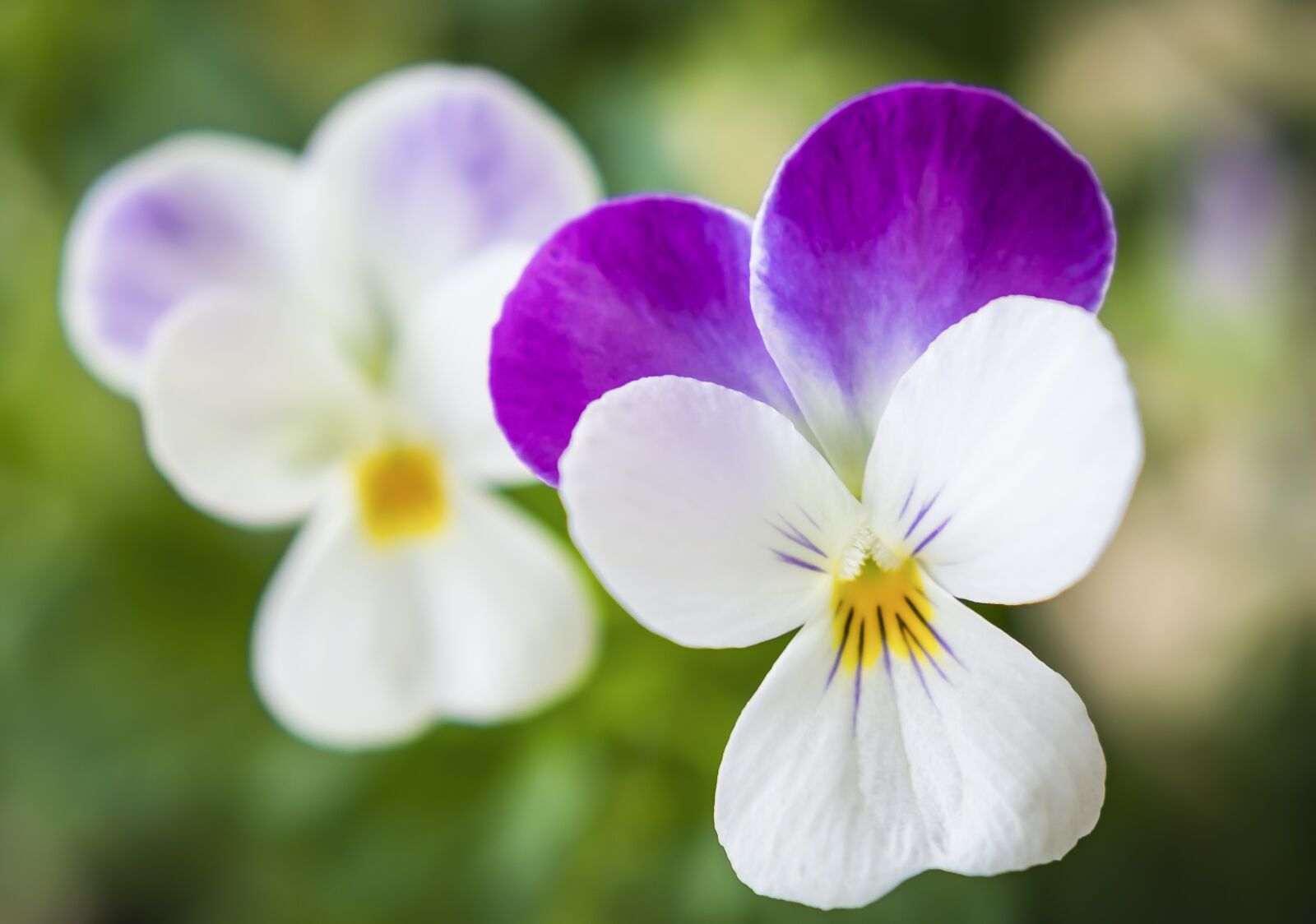 Nikon D7200 sample photo. Flower, pansy, spring photography